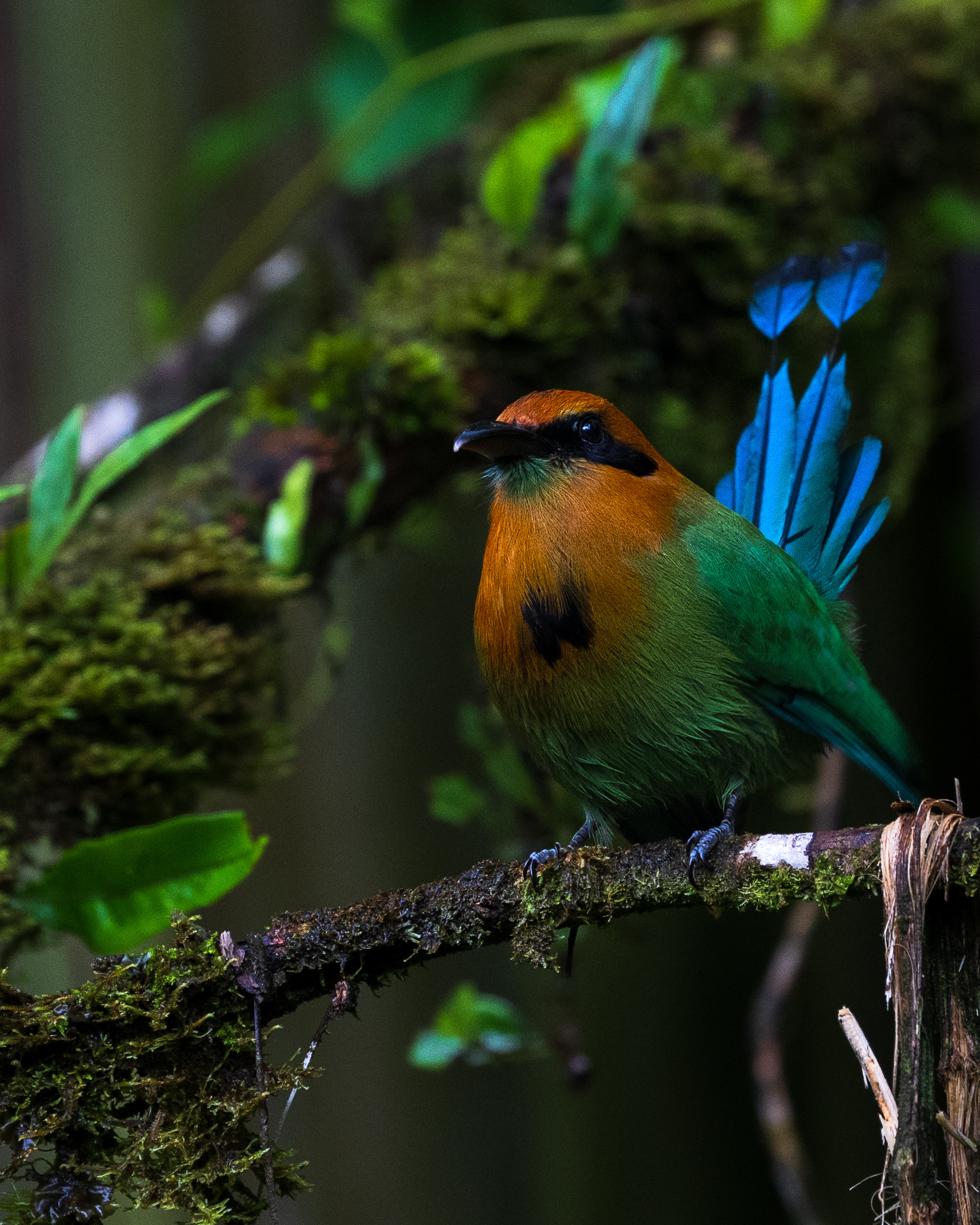 Broad-billed Motmot