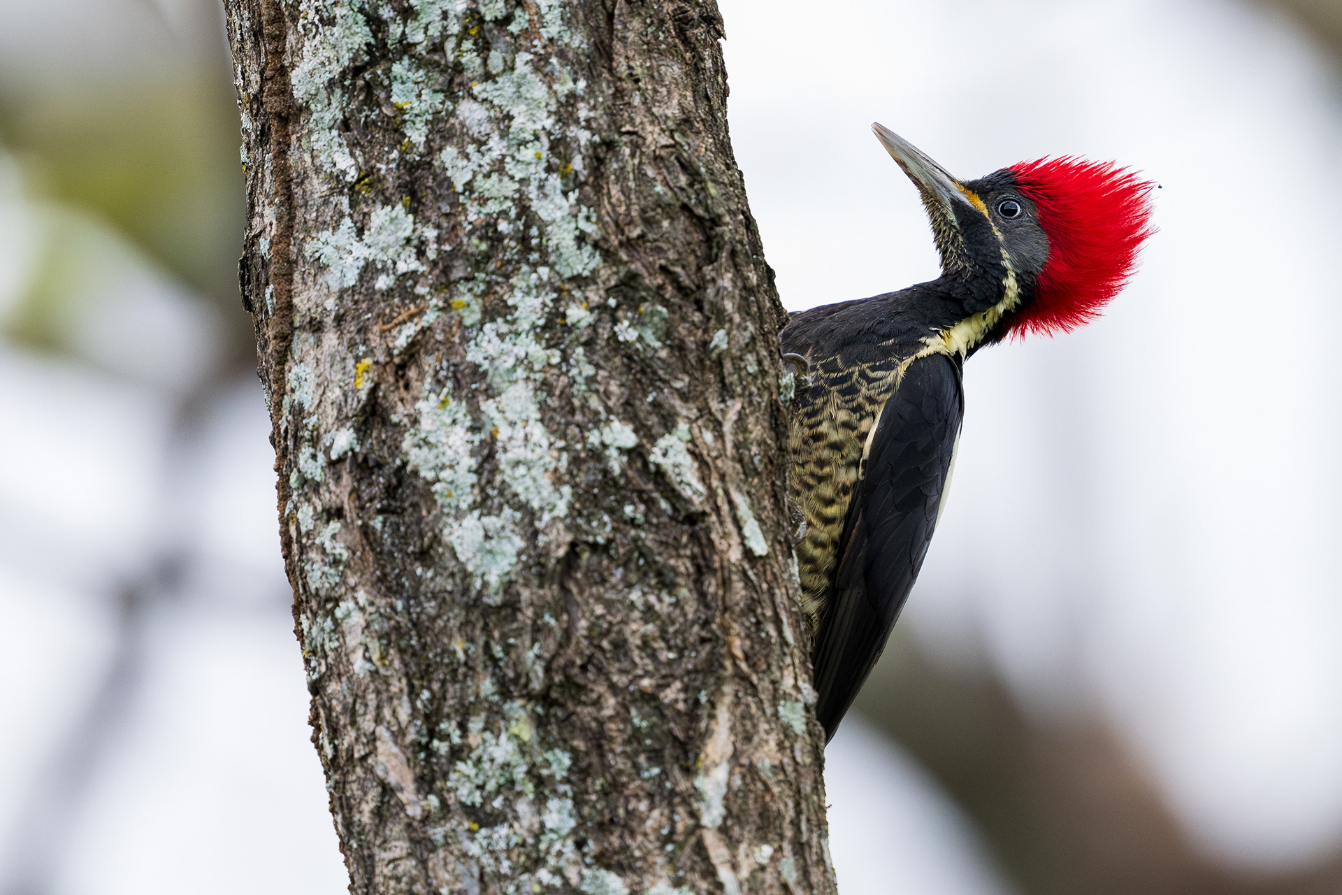 Lineated Woodpecker