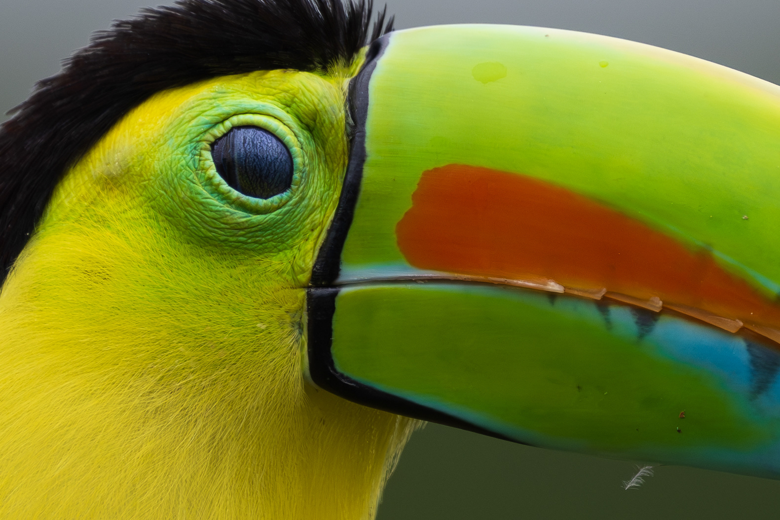 Keel-billed Toucan