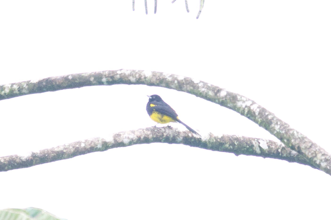 Black-cowled Oriole