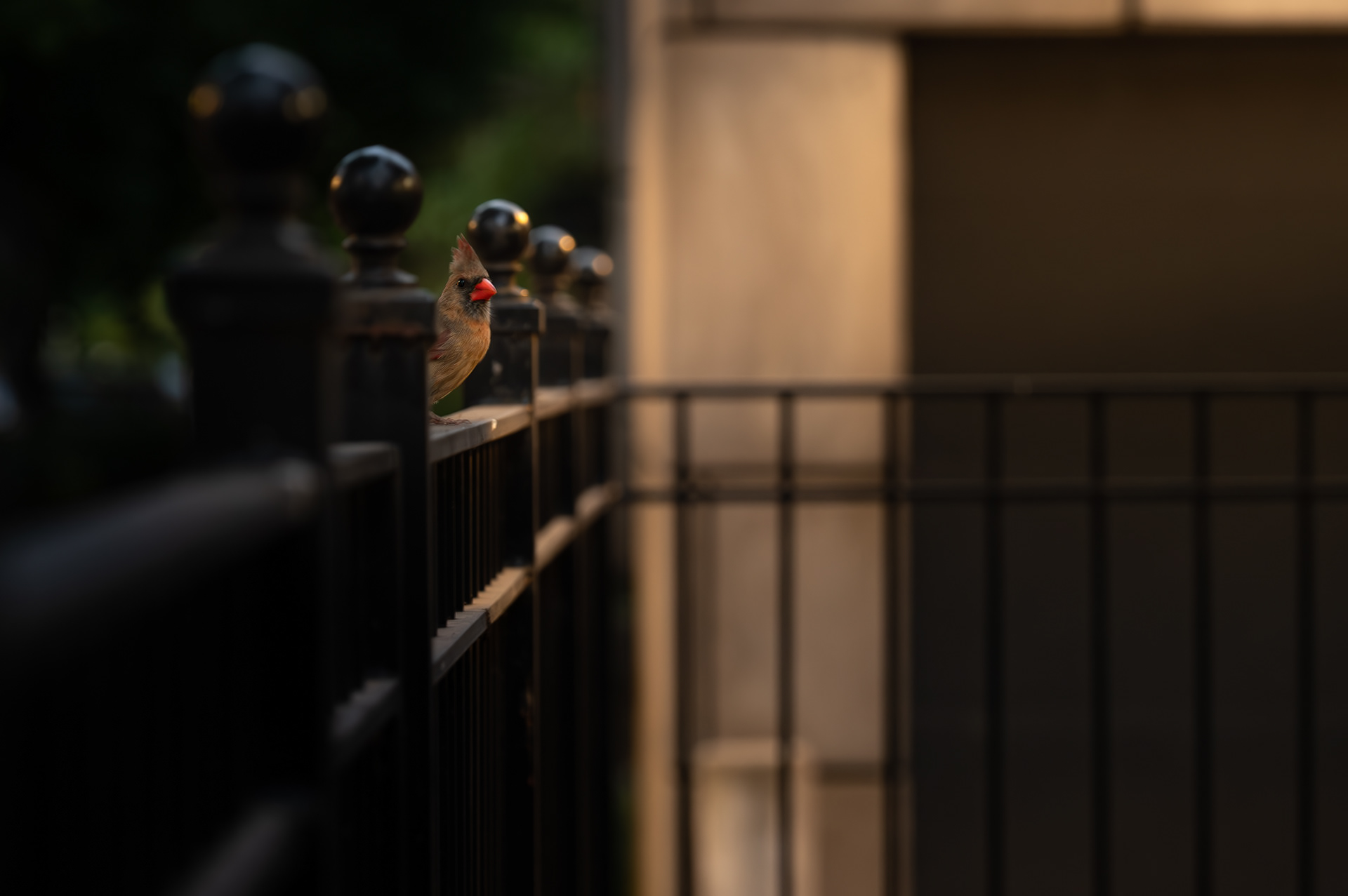 Northern Cardinal