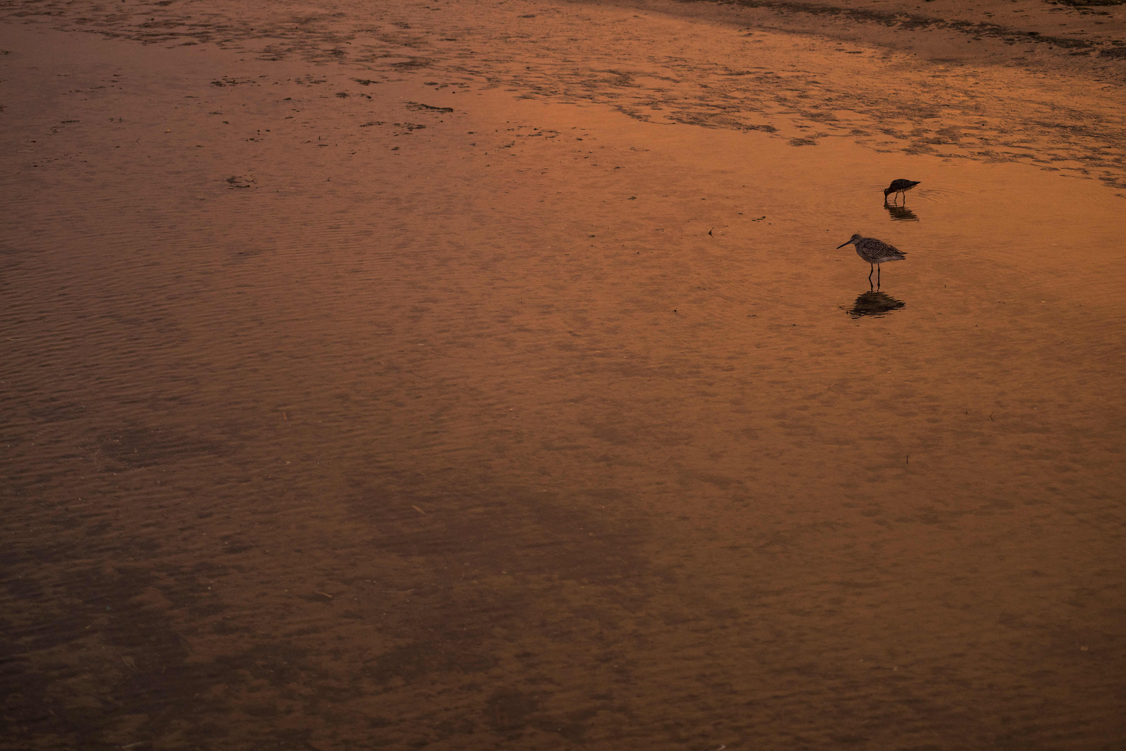 Short-billed Dowitcher