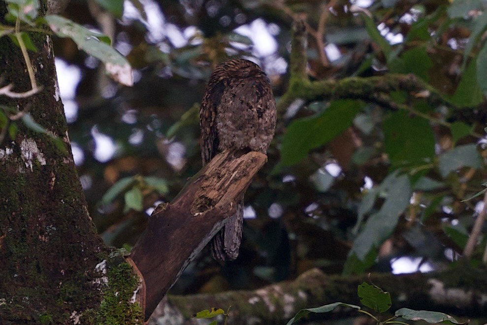 Common Potoo