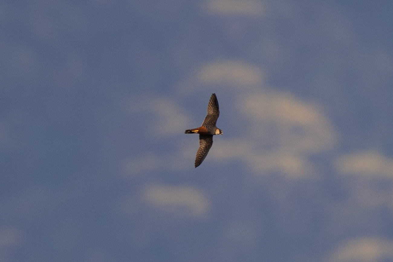 Bat Falcon