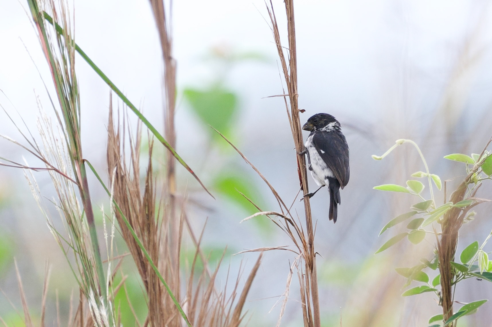 Variable Seedeater