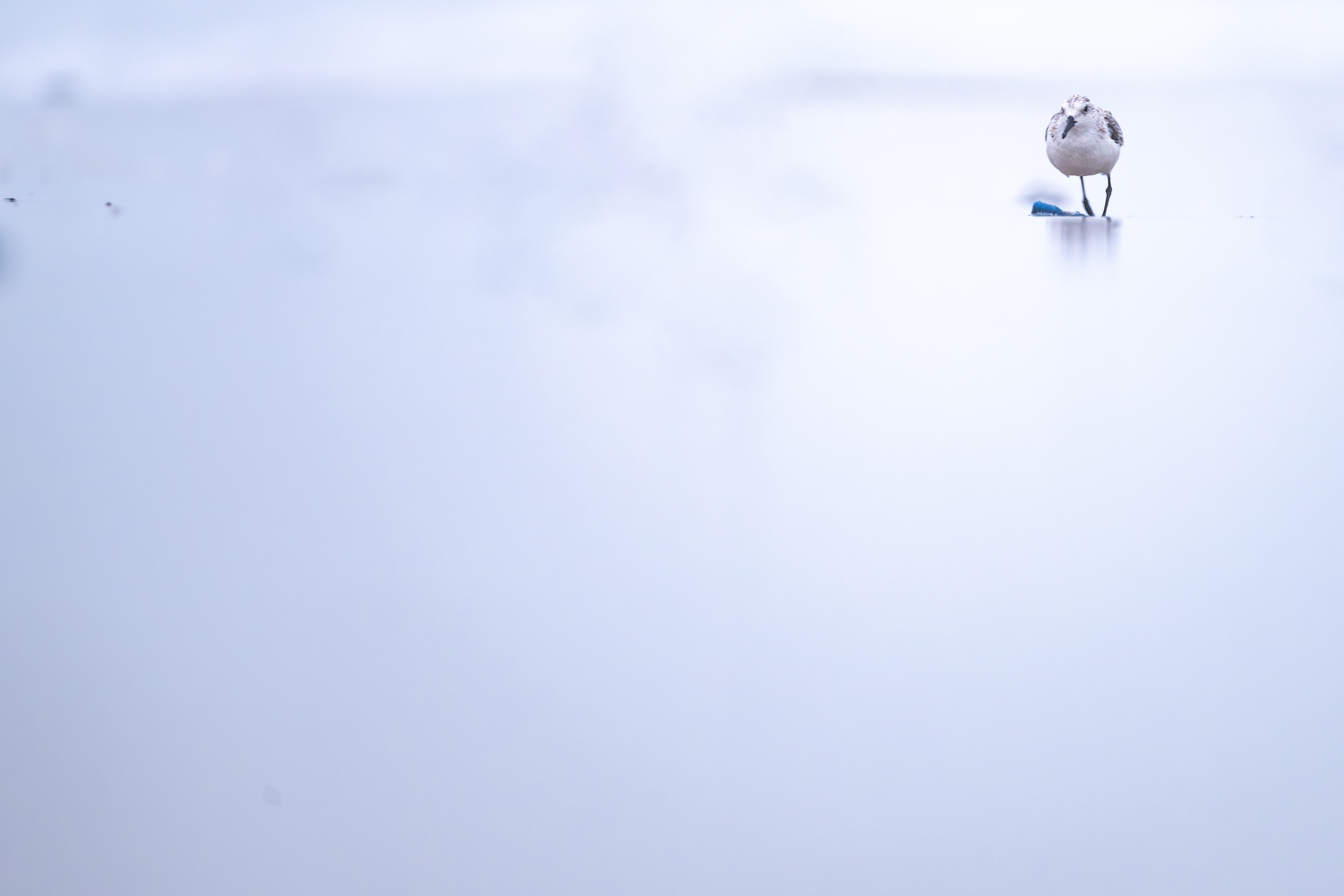 Sanderling