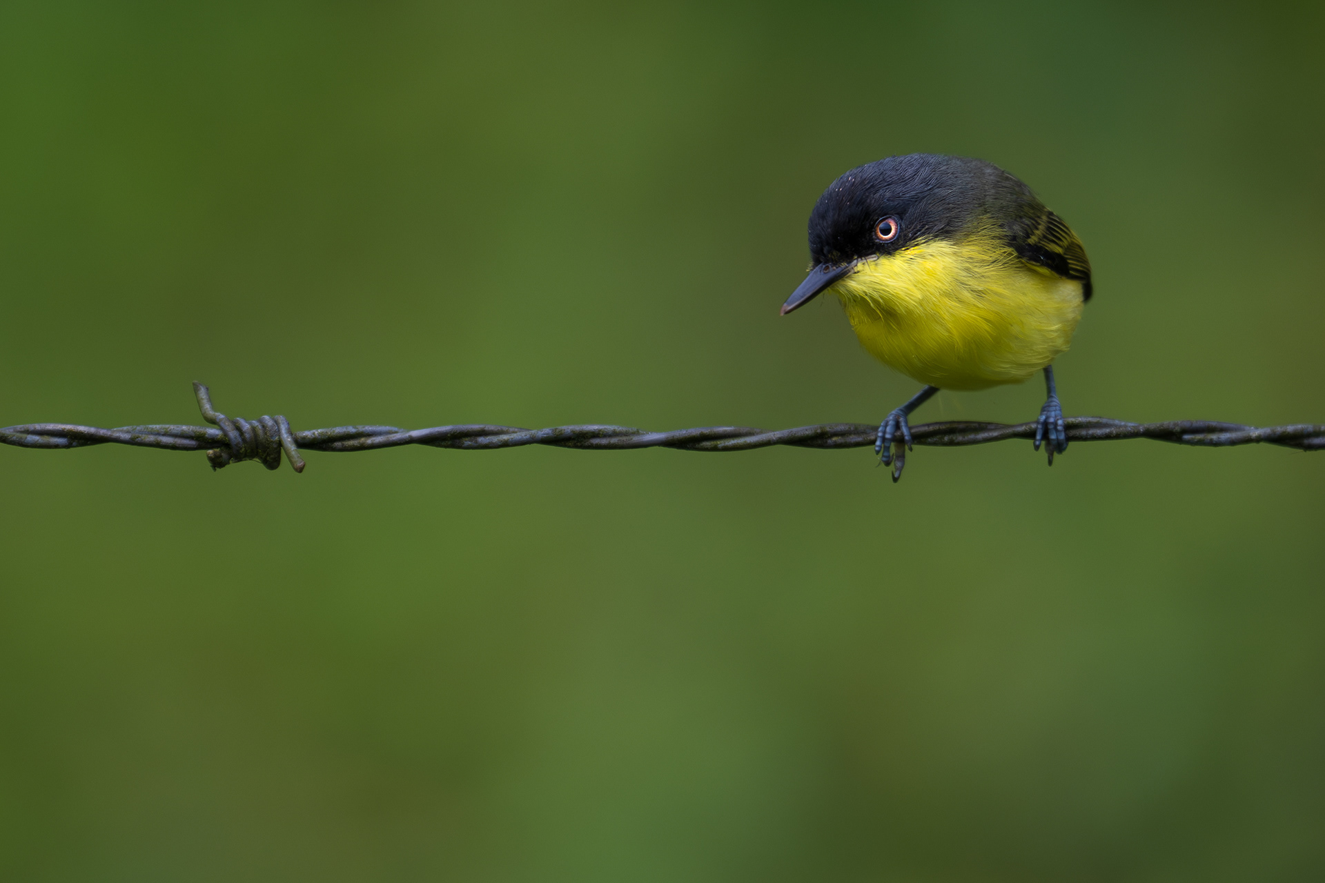 Common Tody Flycatcher