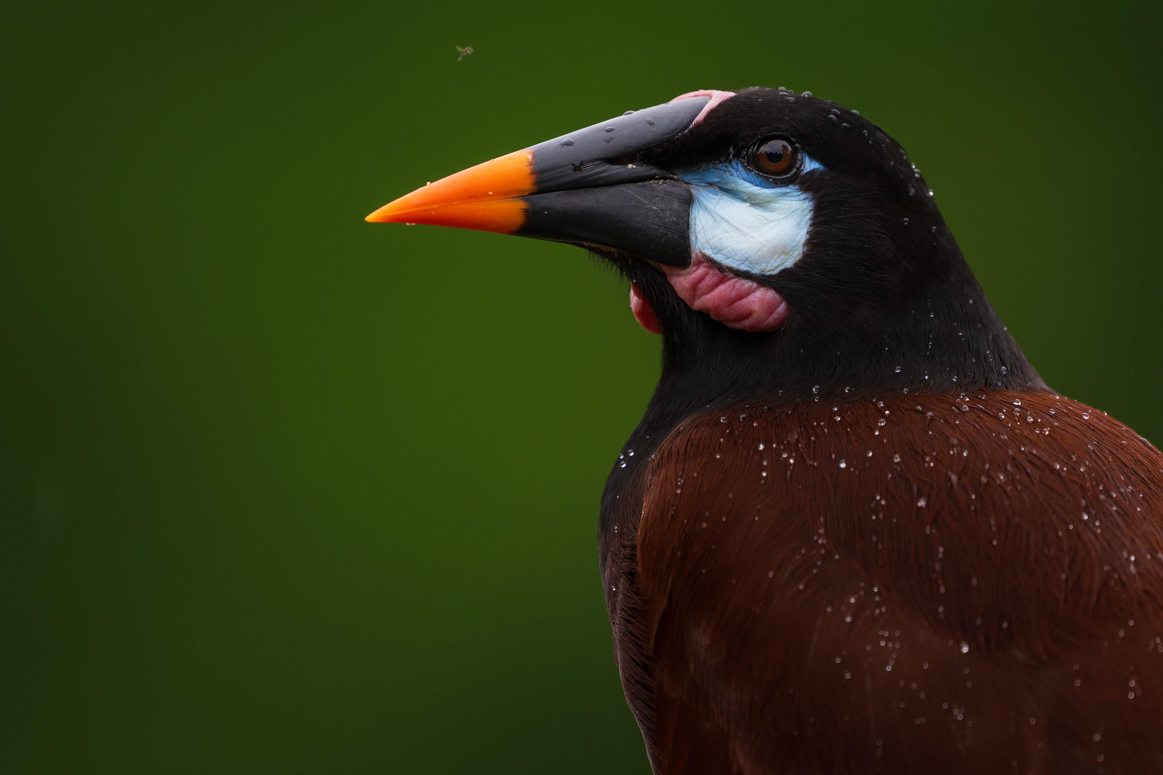 Montezuma Oropendola
