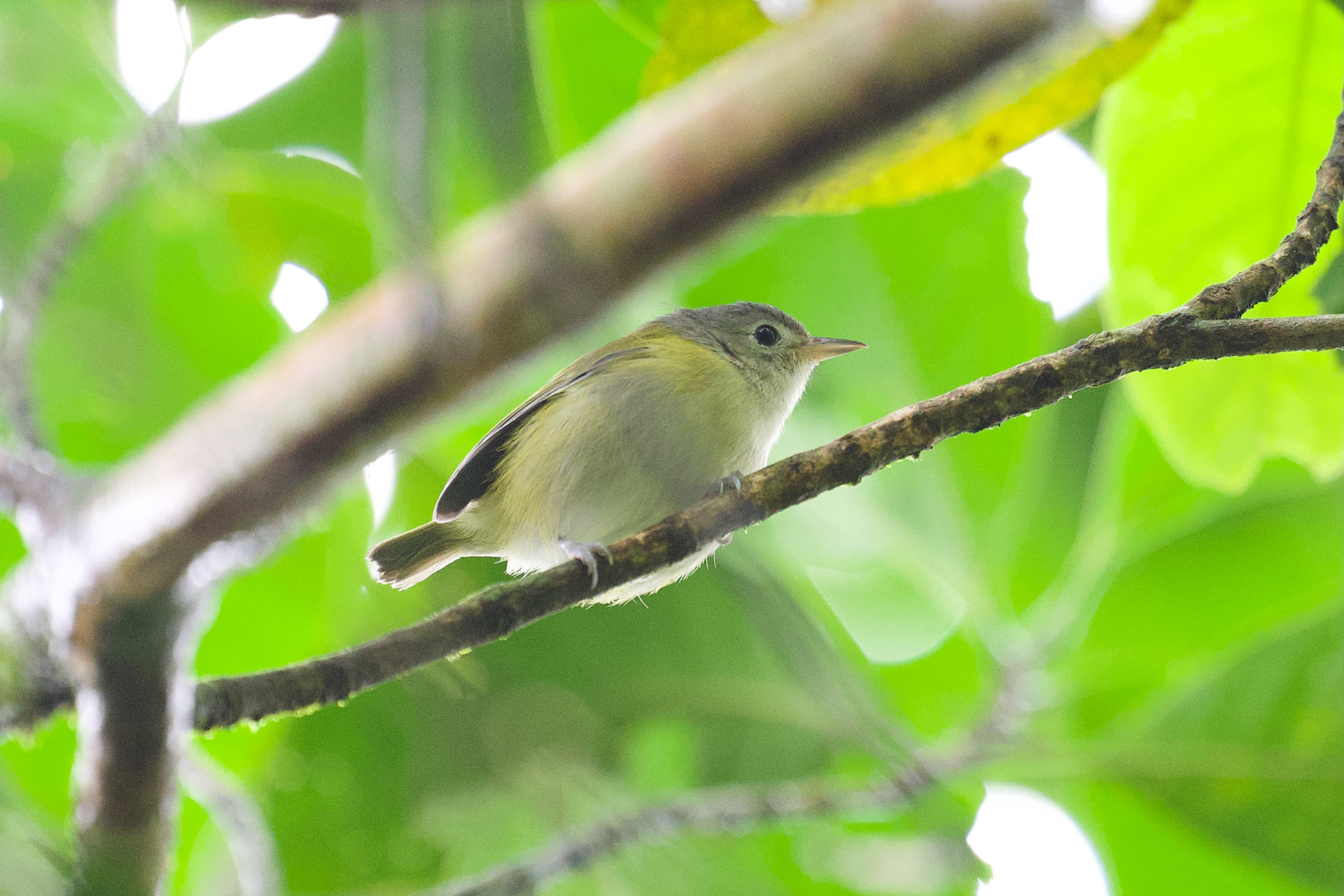 lesser Greenlet
