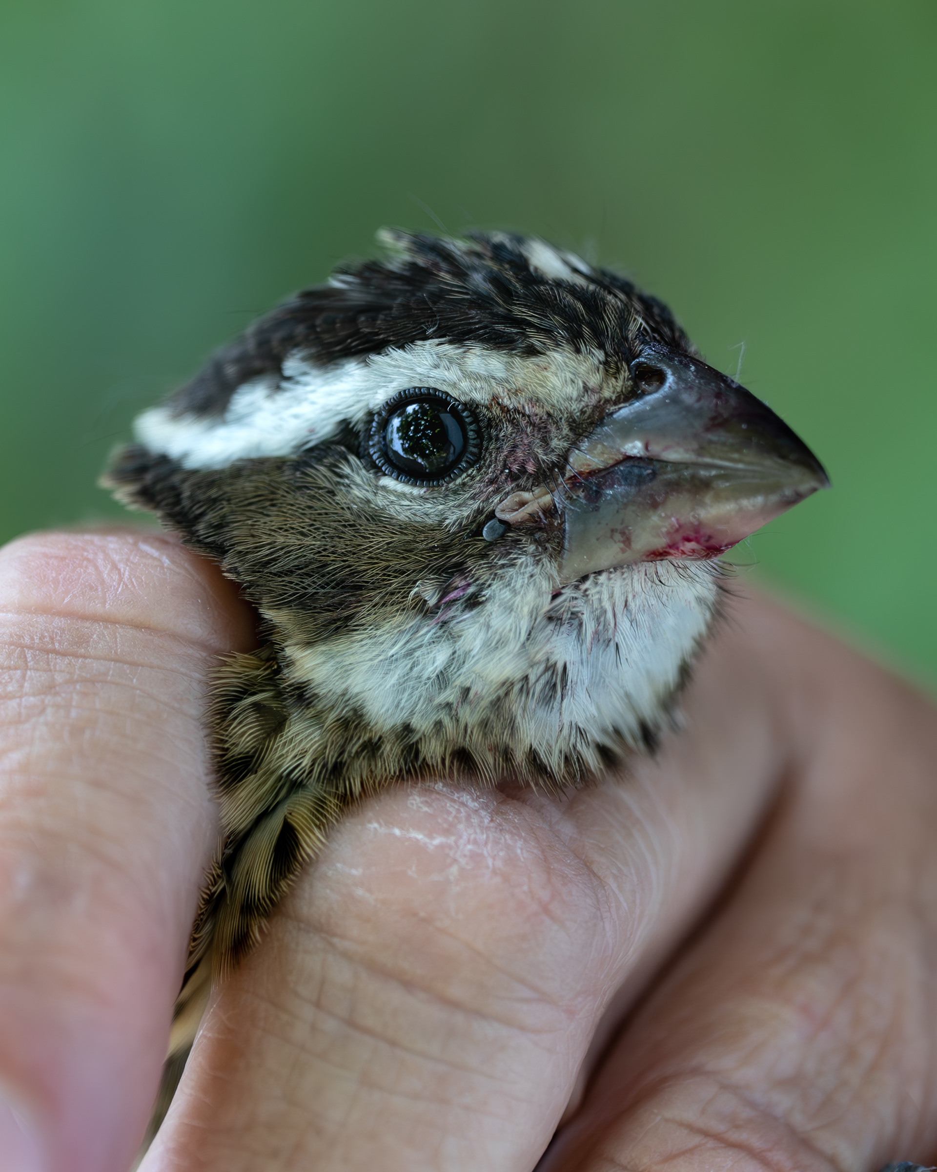 Rose-breasted Grosbeak