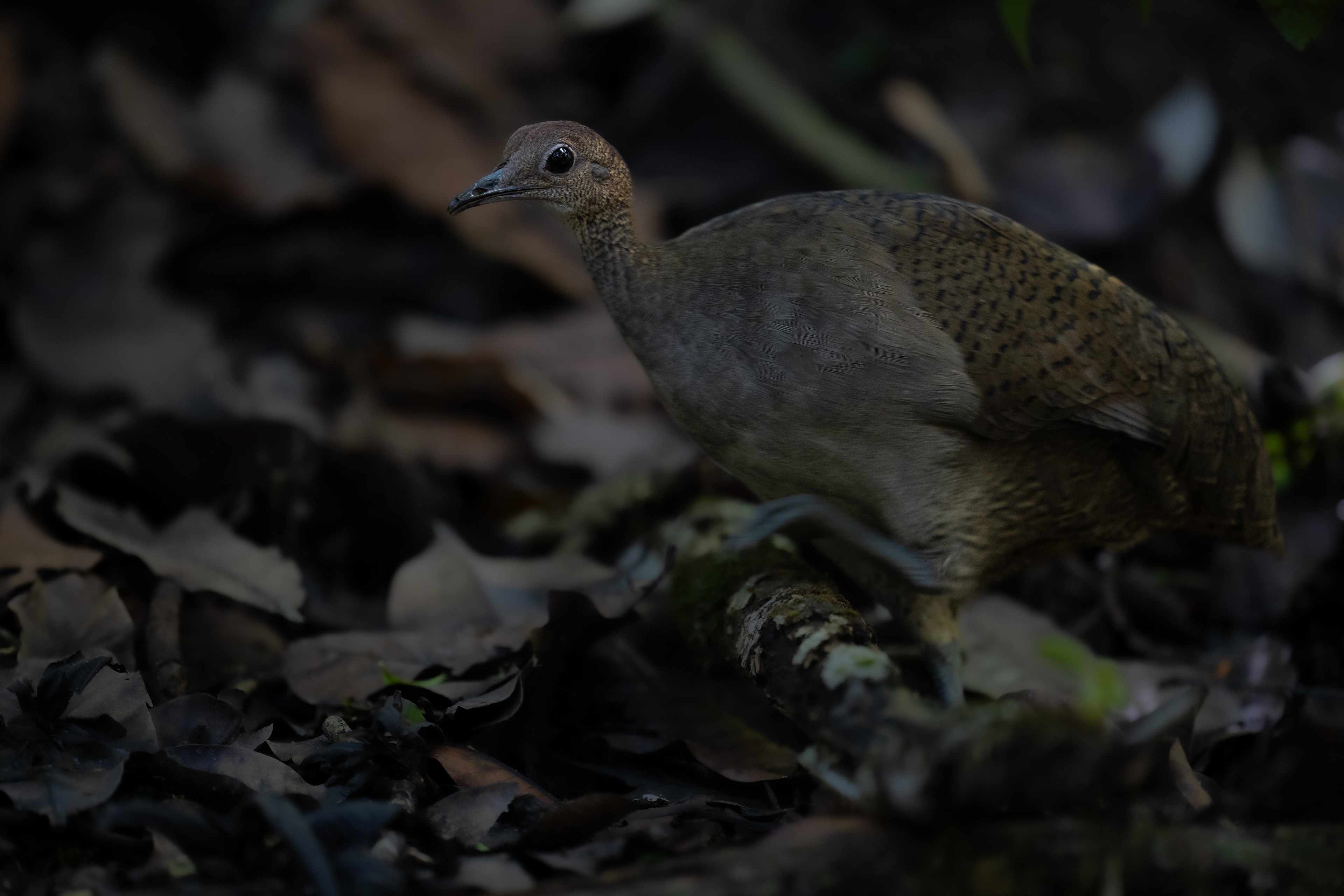 Great Tinamou