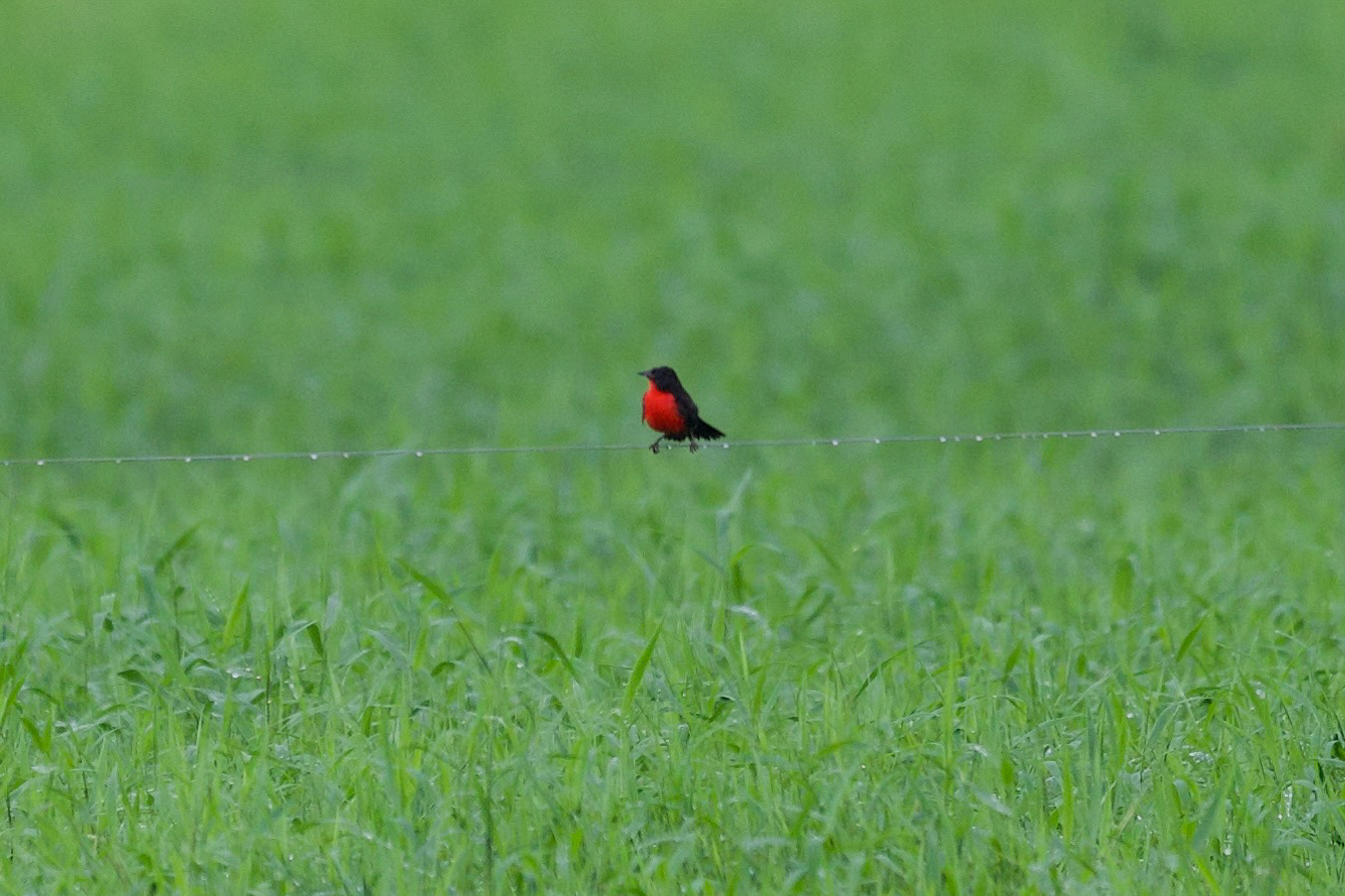 Red-breasted Meadowlark