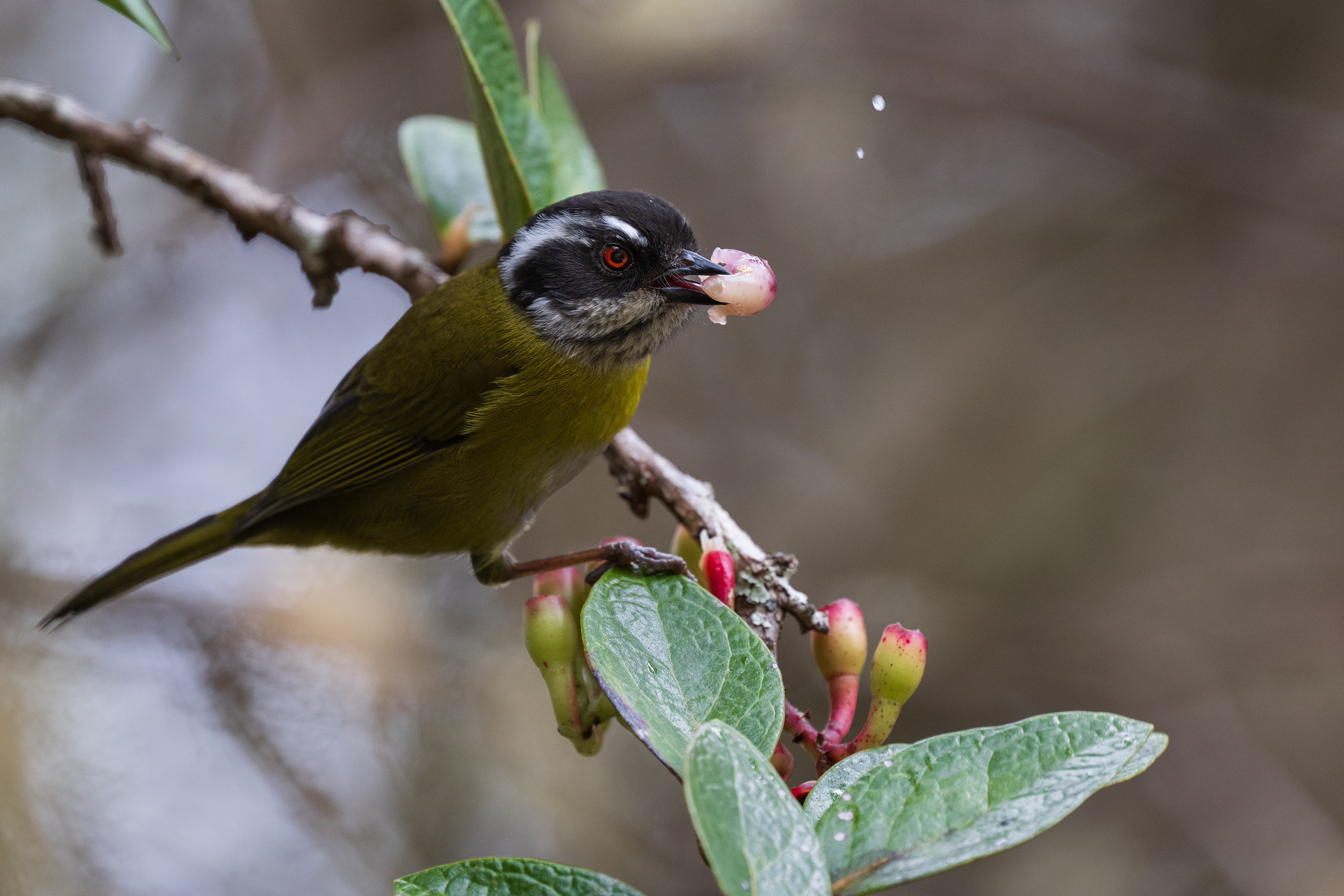 Sooty-capped Chlorospingus