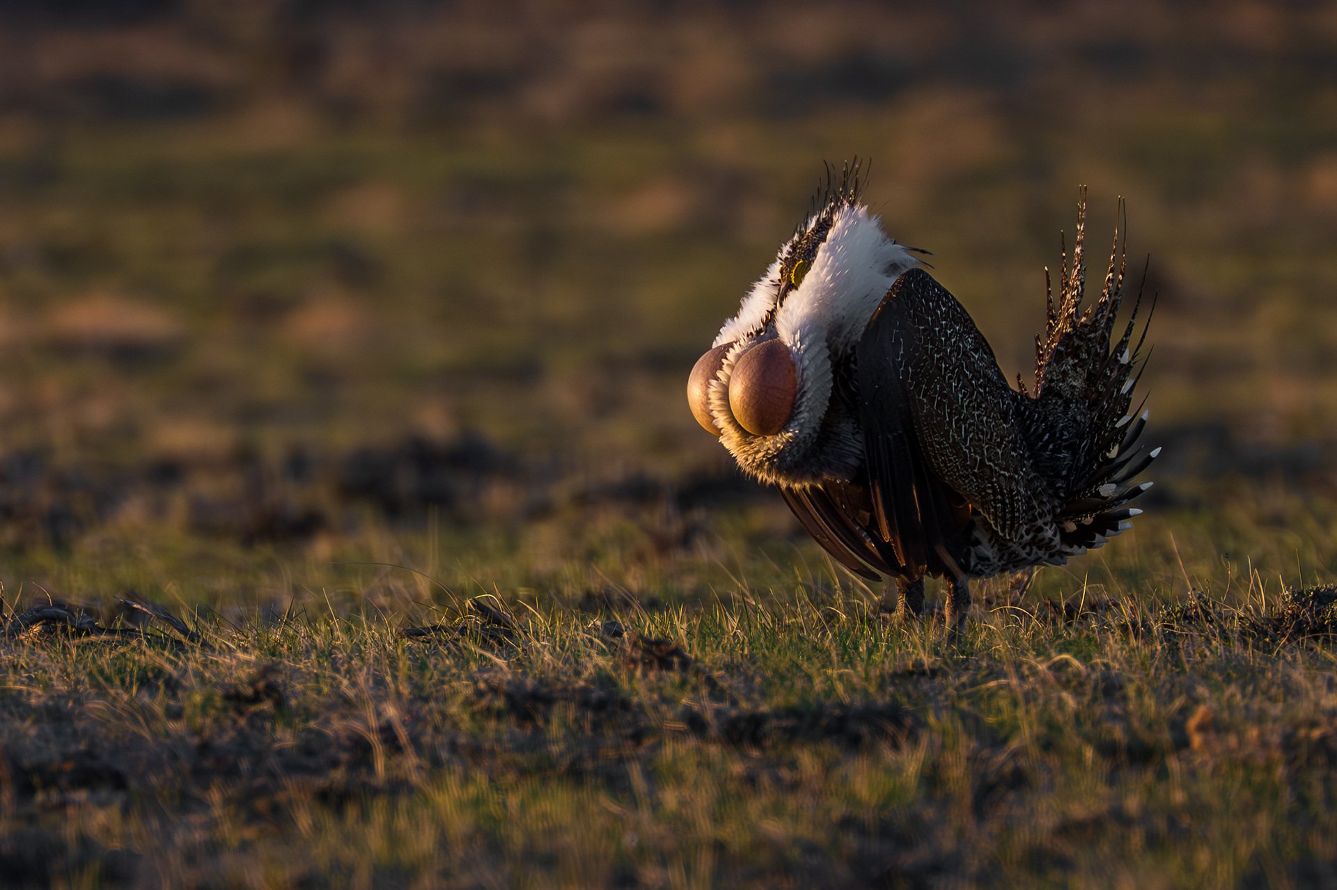 Greater Sage-Grouse