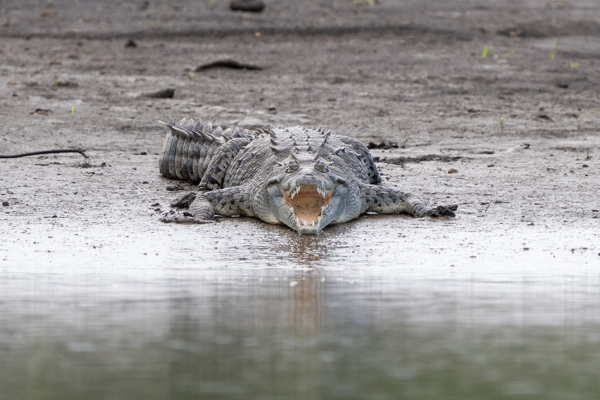 American Crocodile