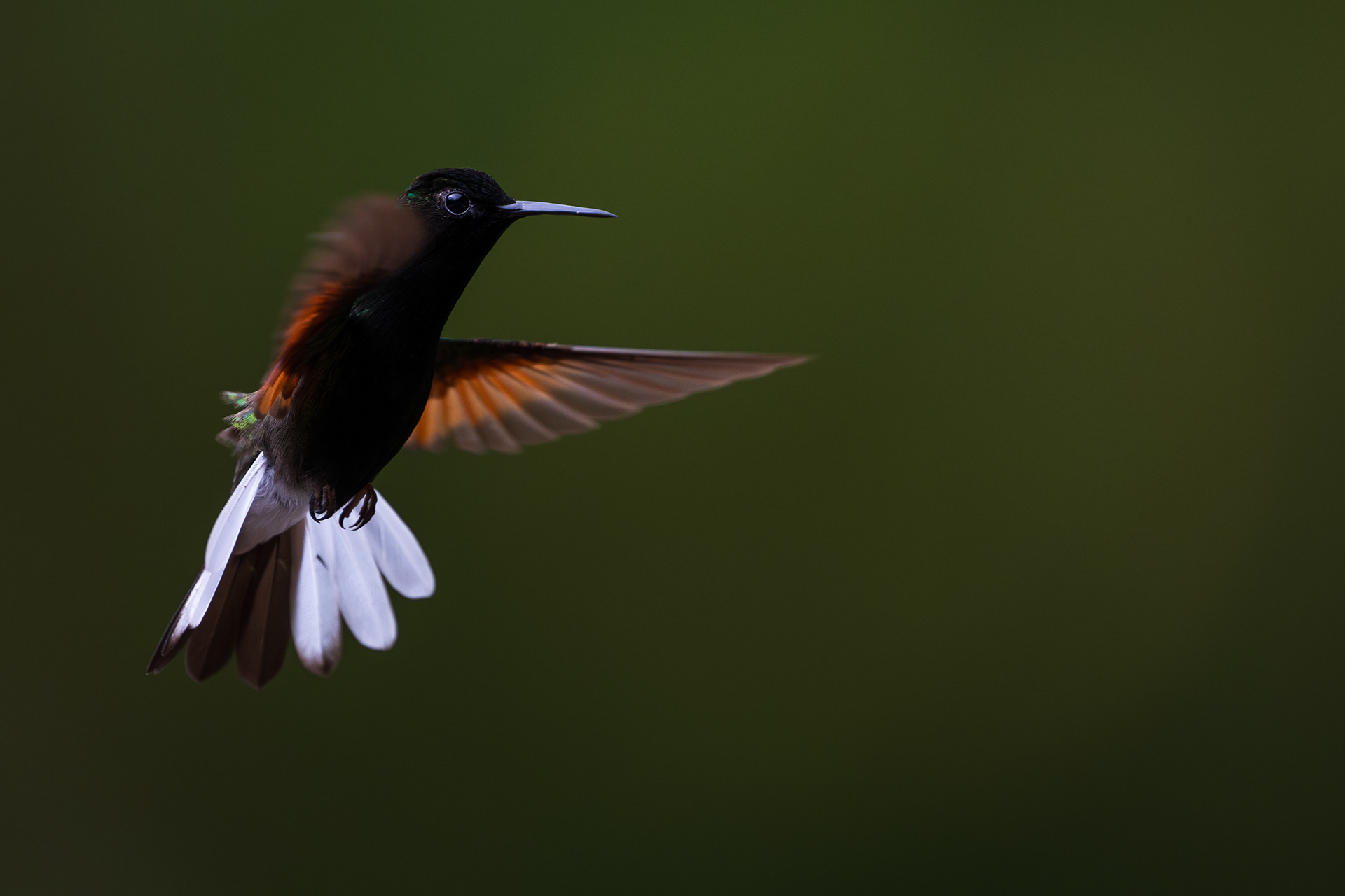 Black-bellied Hummingbird