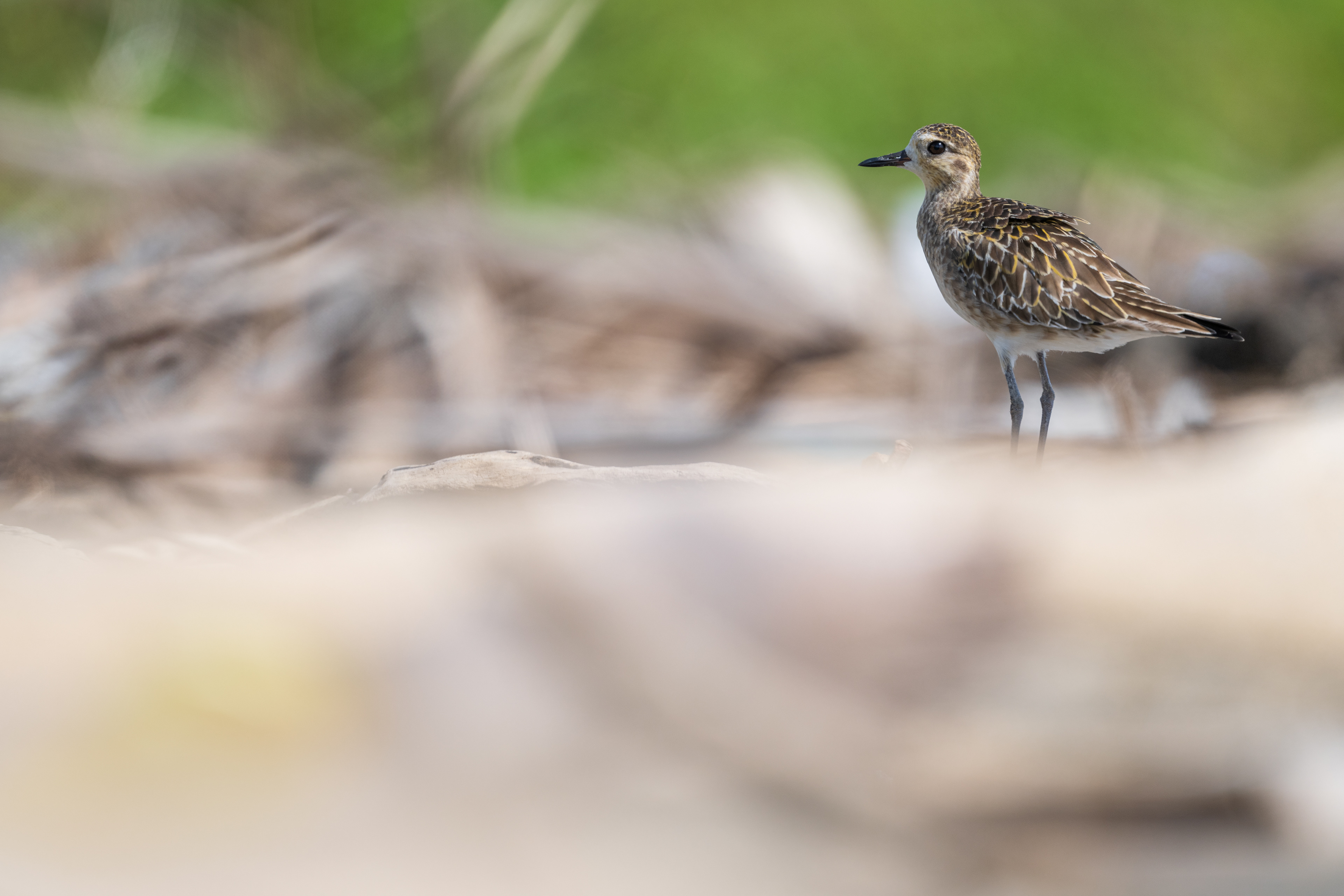 Pacific Golden Plover