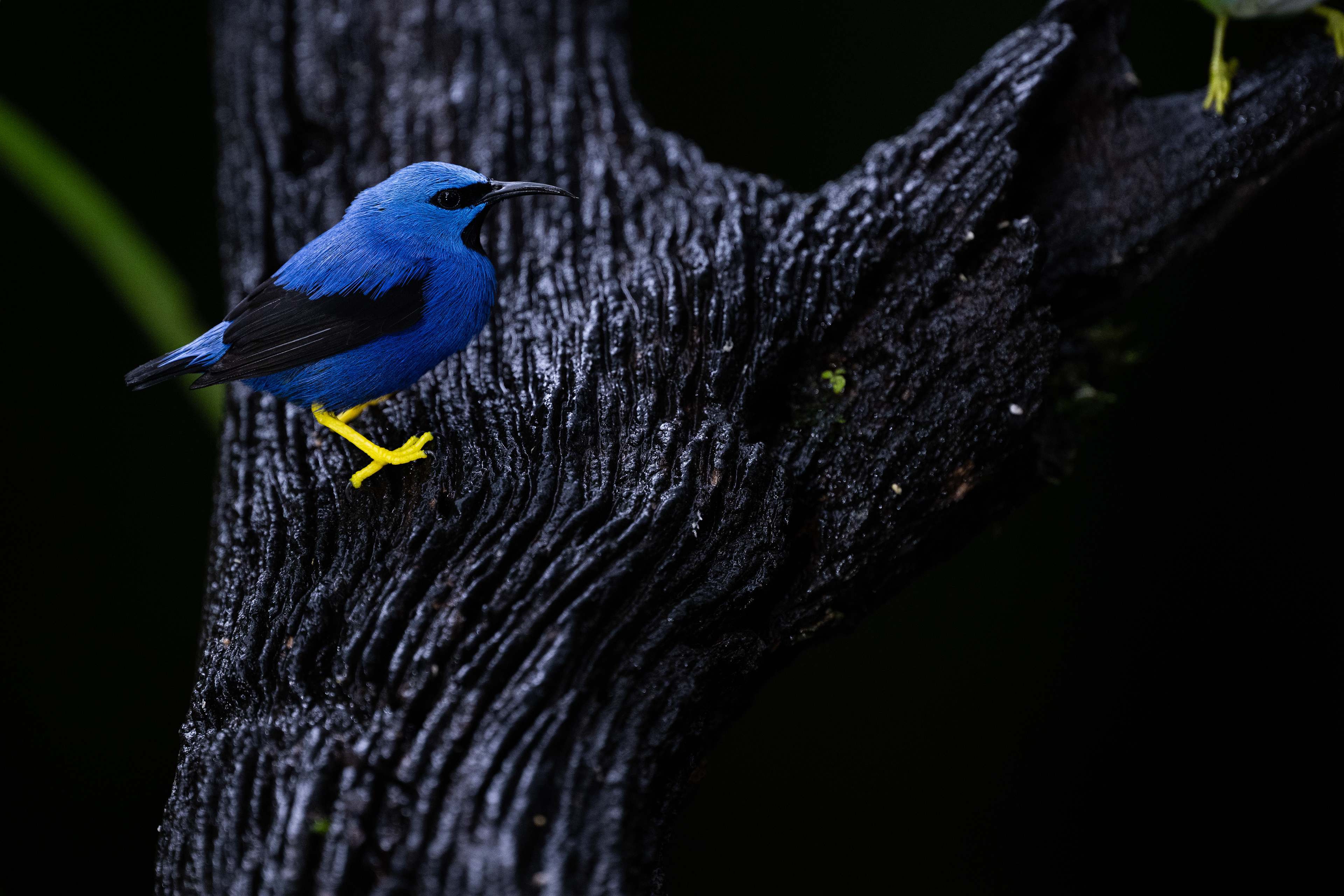 Shining Honeycreeper