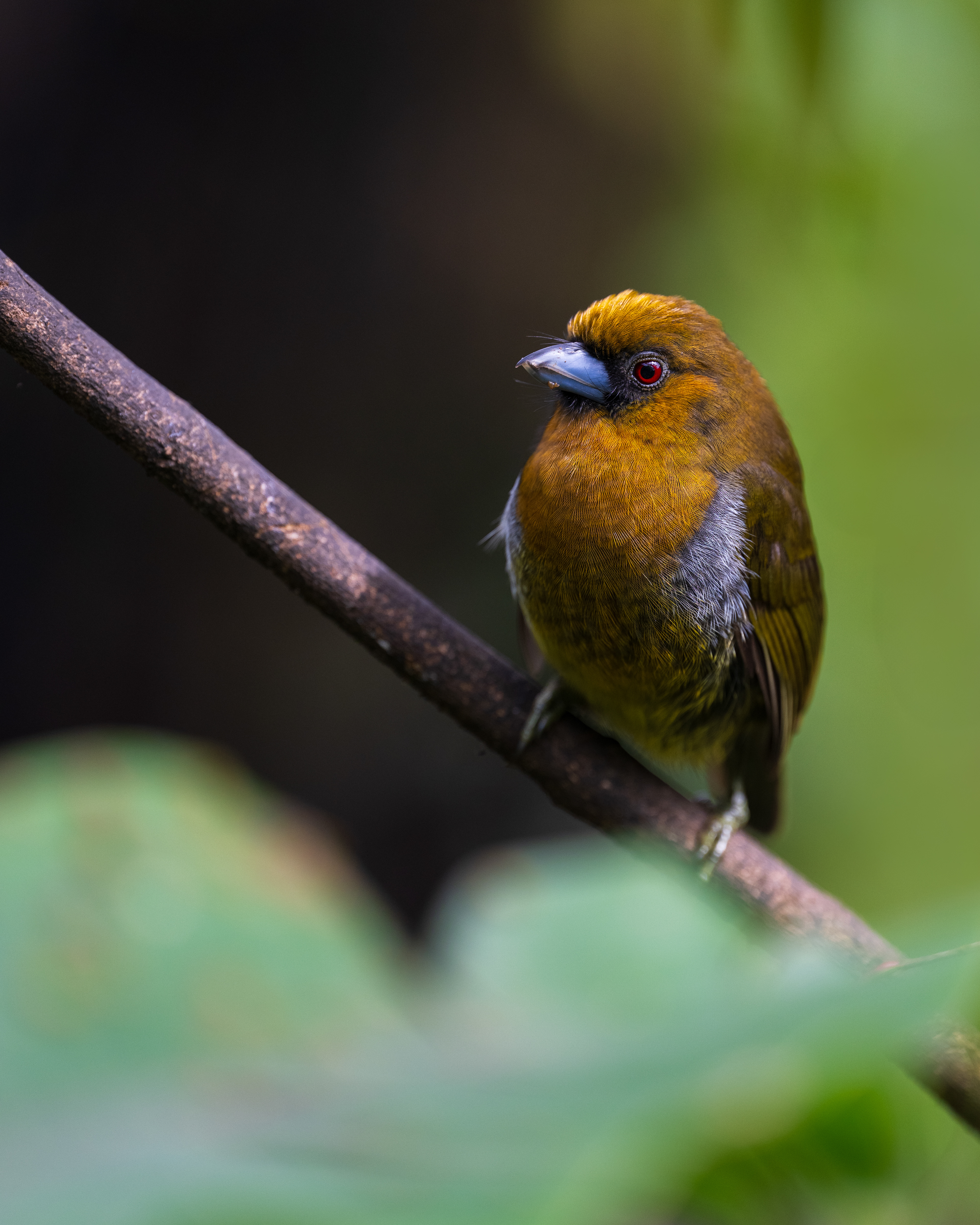 Prong-billed Barbet