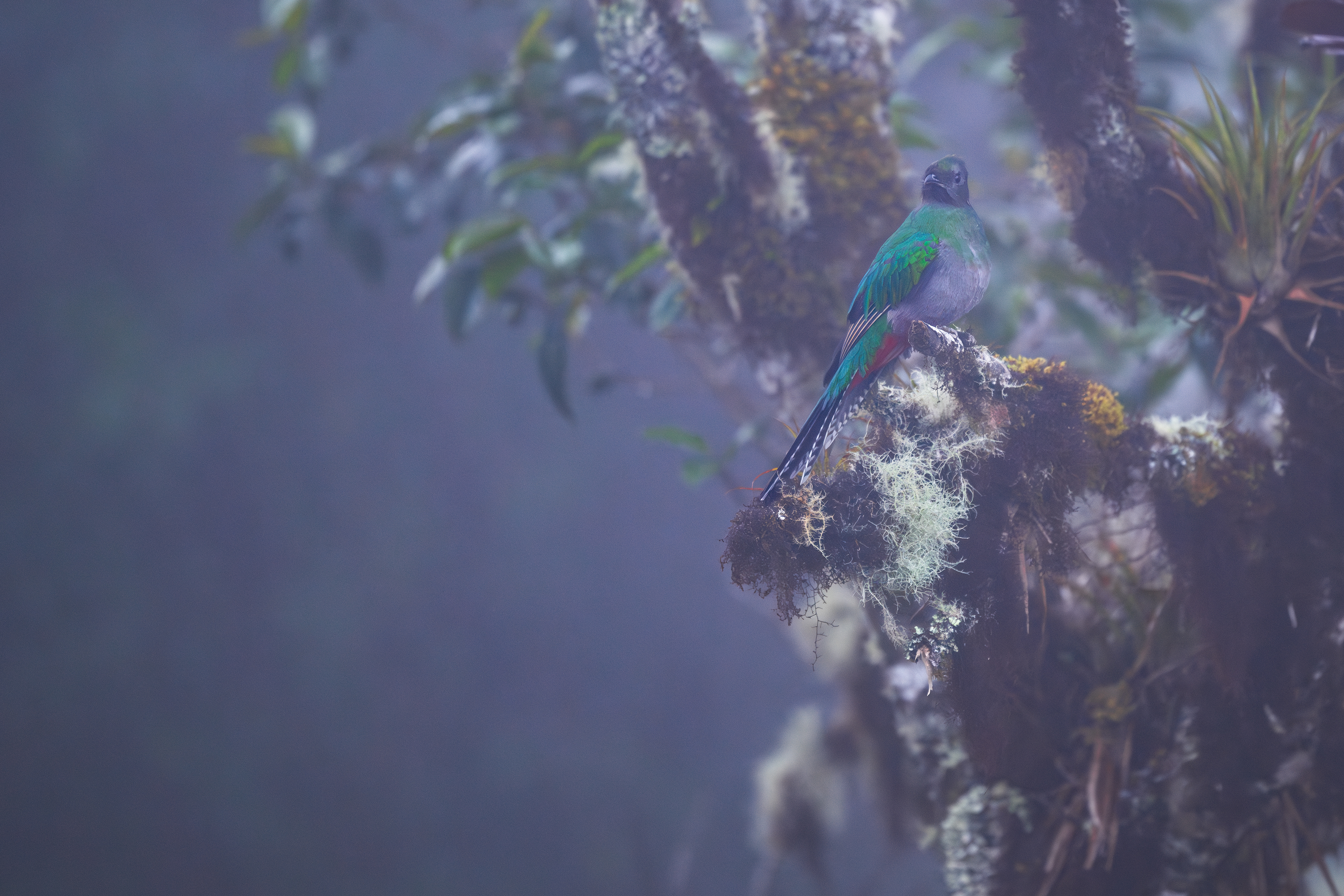Resplendent Quetzal