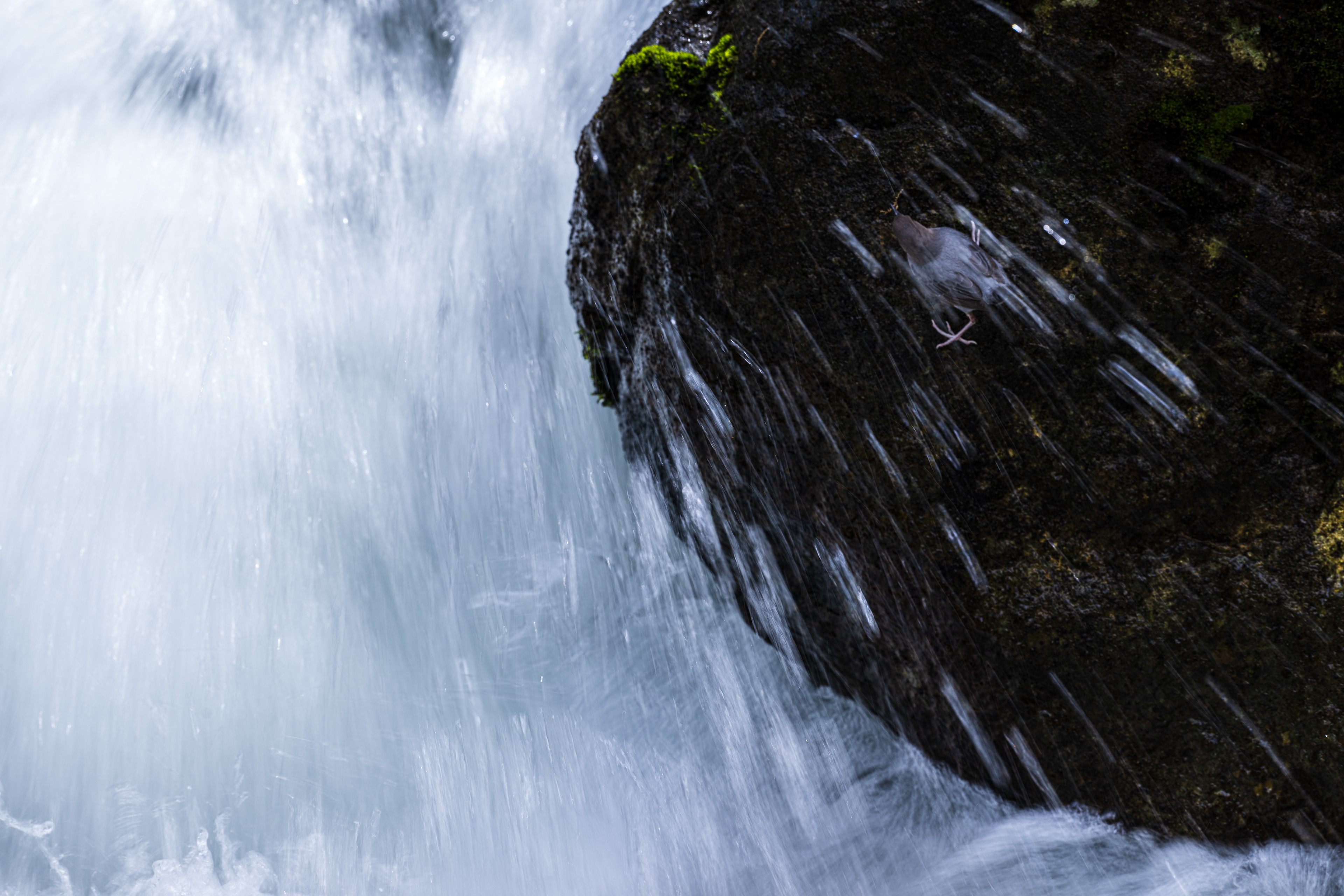 American Dipper