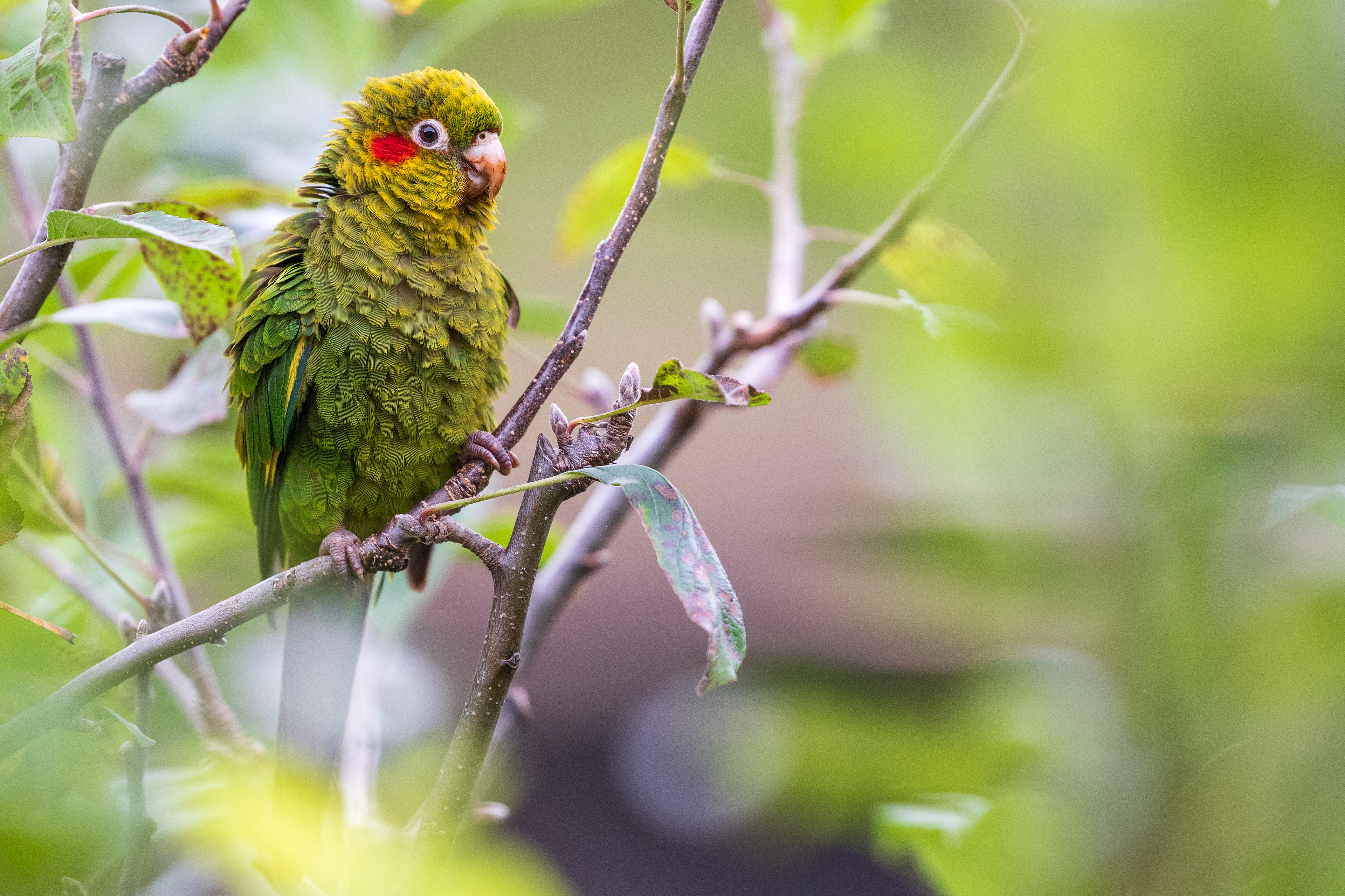 Sulphur-winged Parakeet