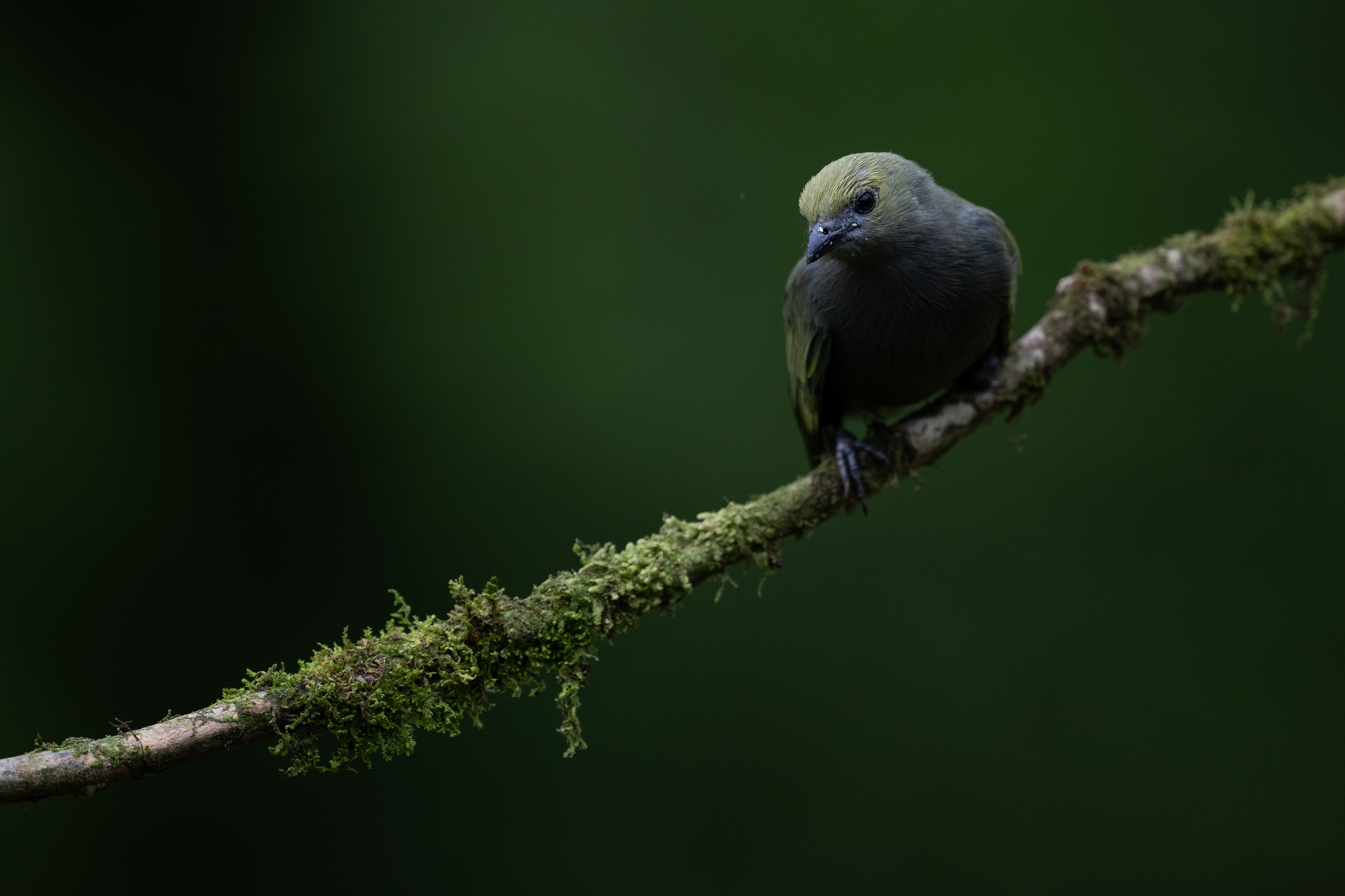 Palm Tanager