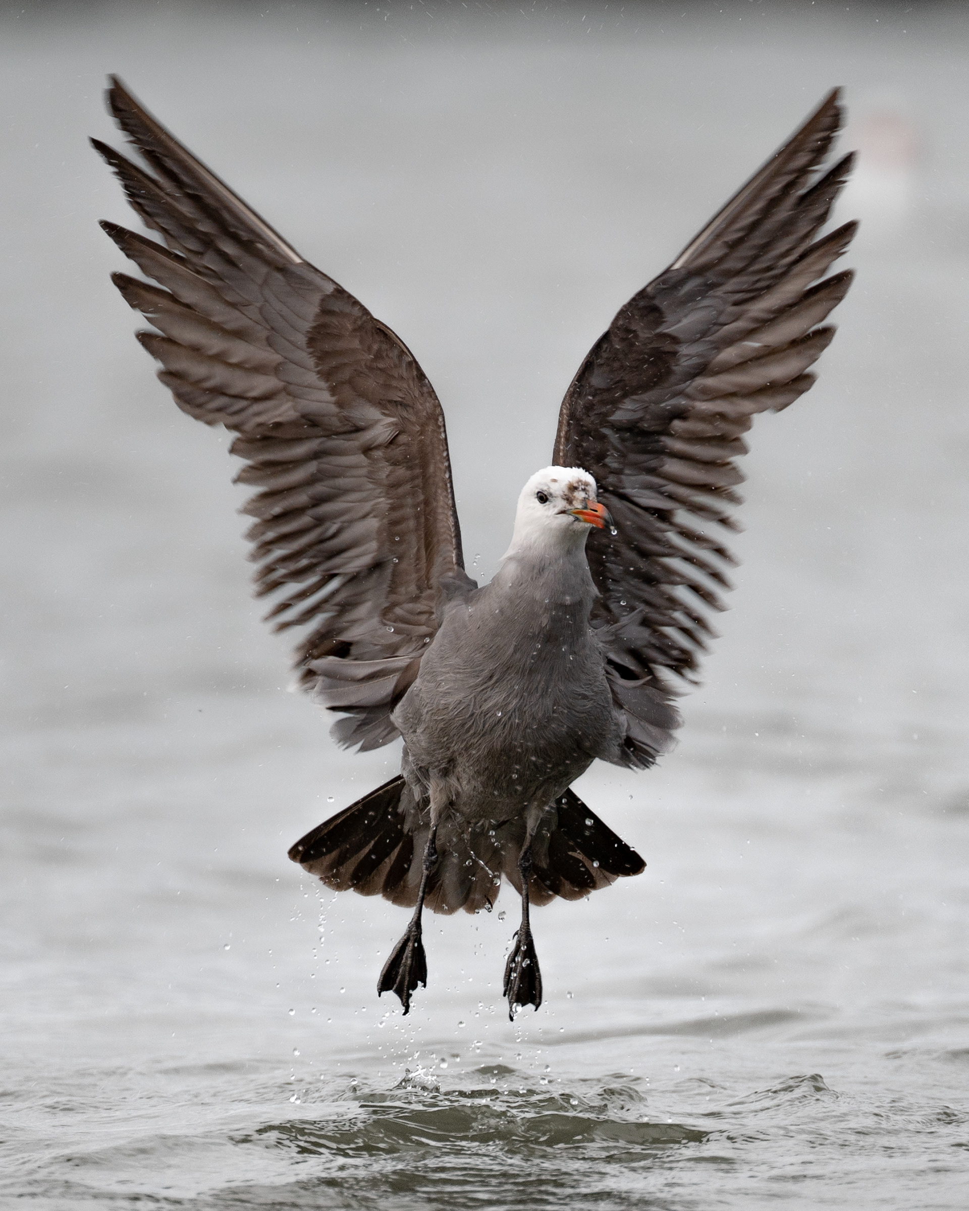 Heerman's Gull