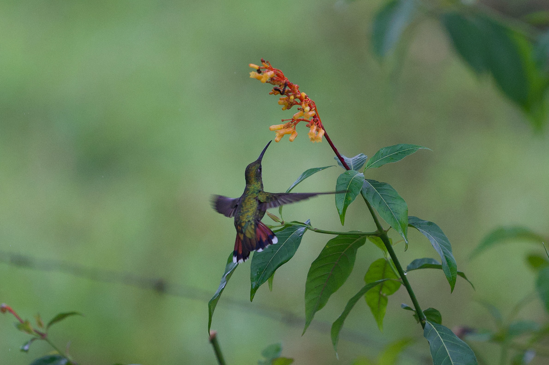 Green-breasted Mango