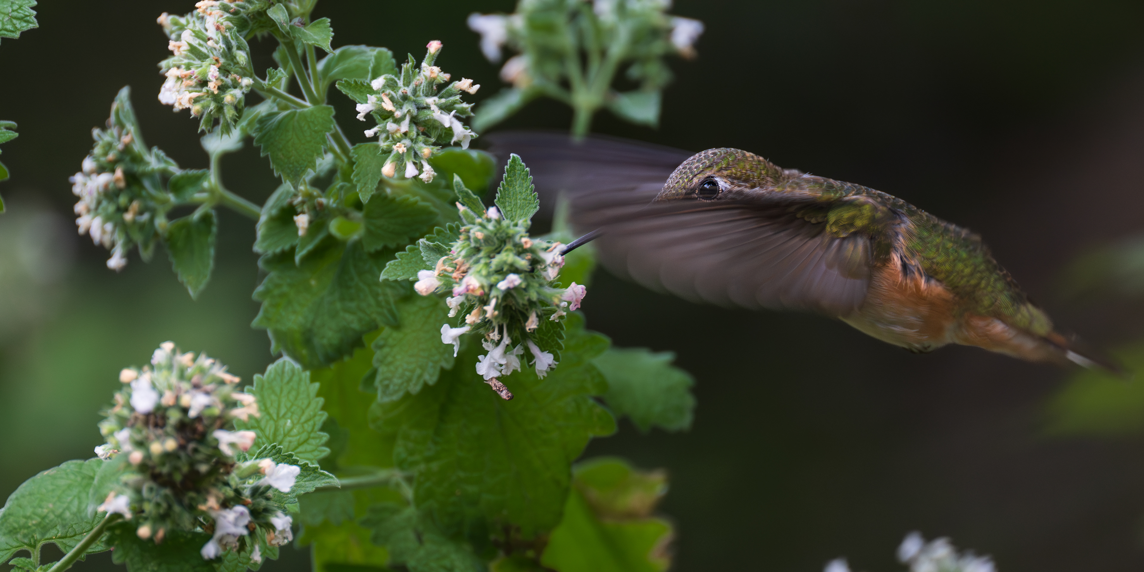 Broad-tailed Humminbird