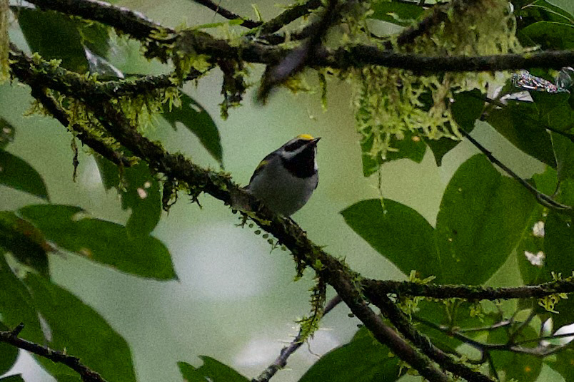 Golden-winged Warbler