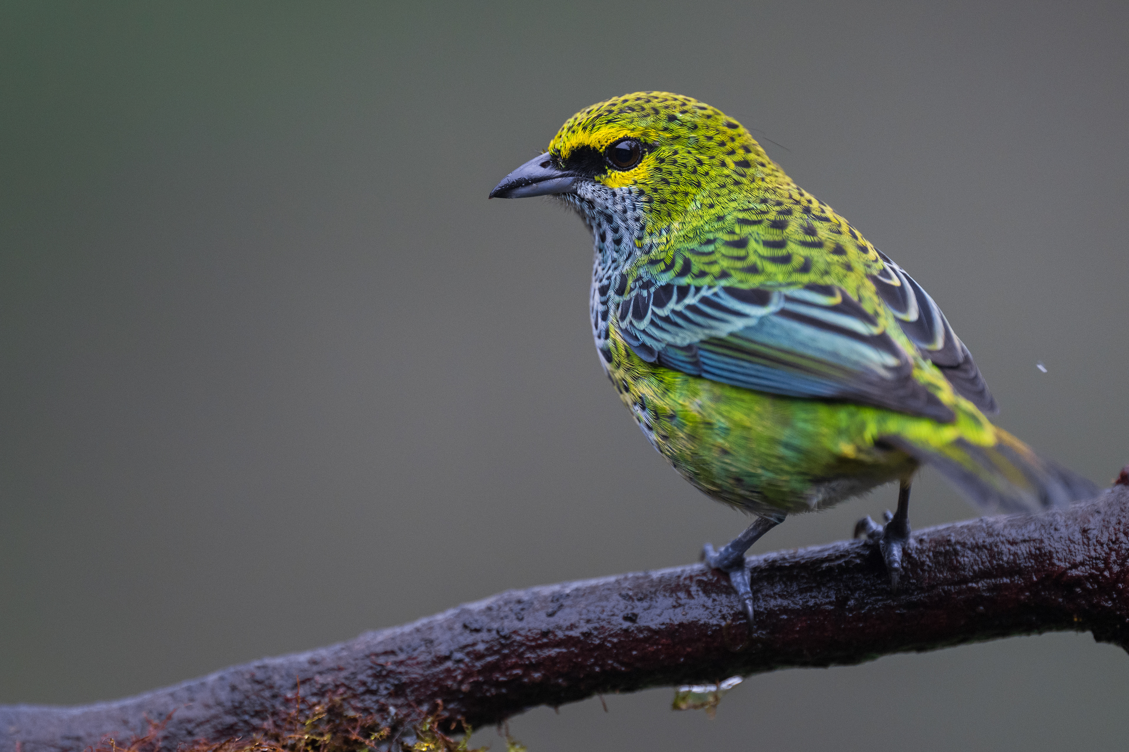 Speckled Tanager