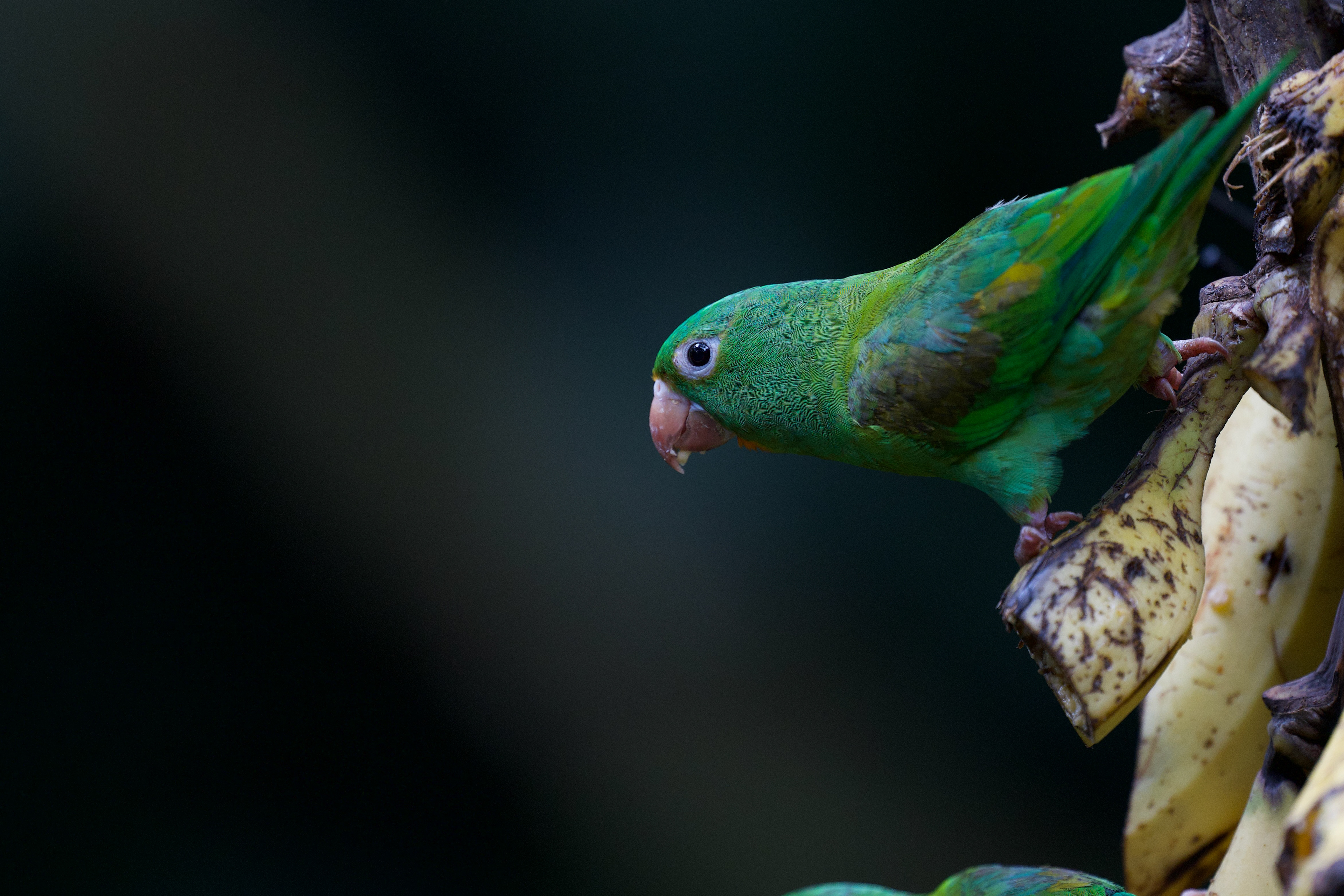 Orange-chinned Parakeet