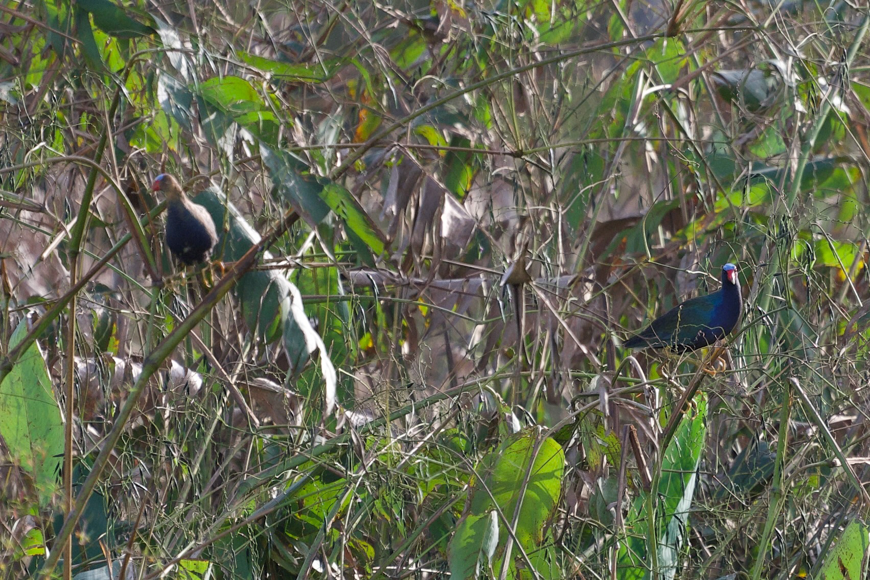Purple Gallinule