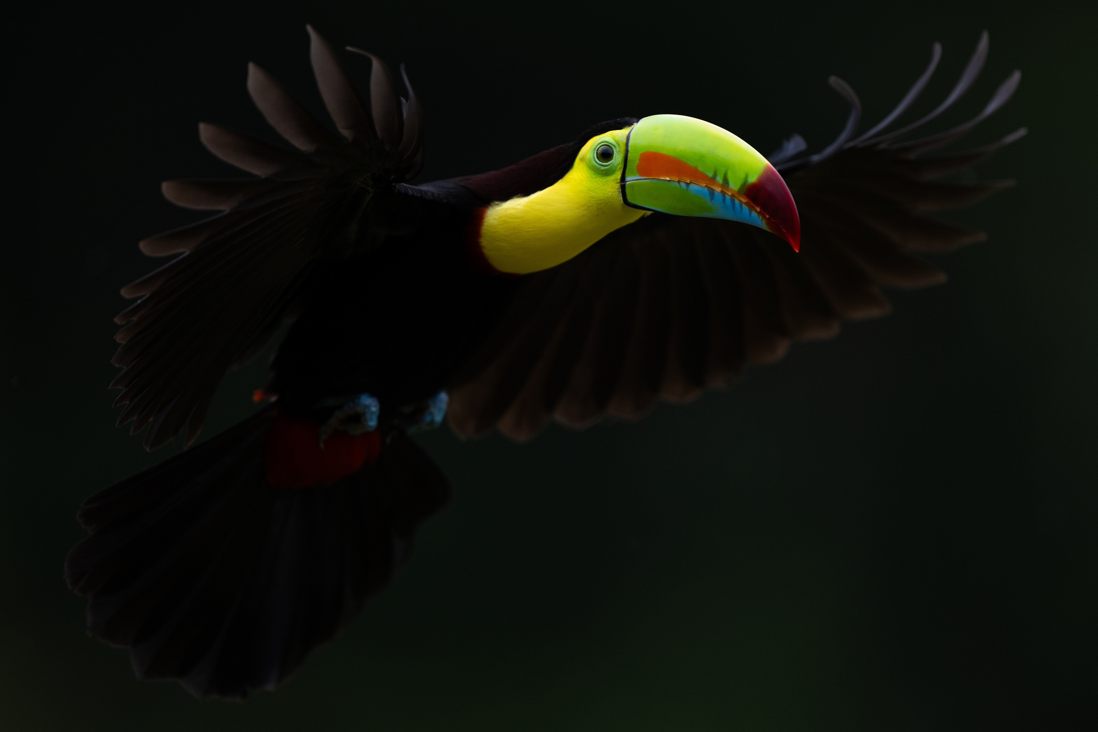 Keel-billed Toucan