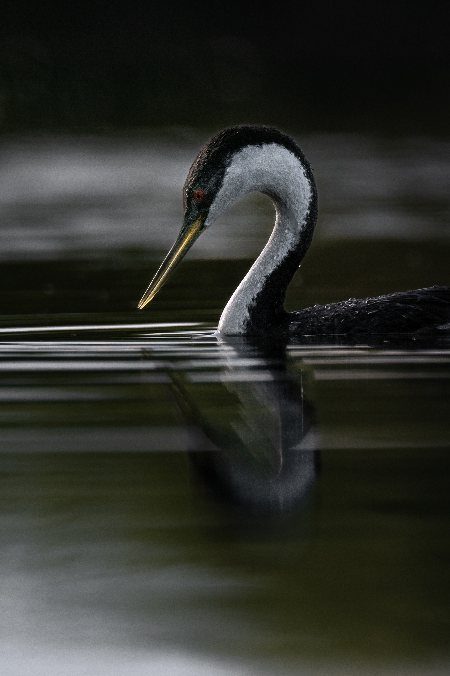 Western Grebe