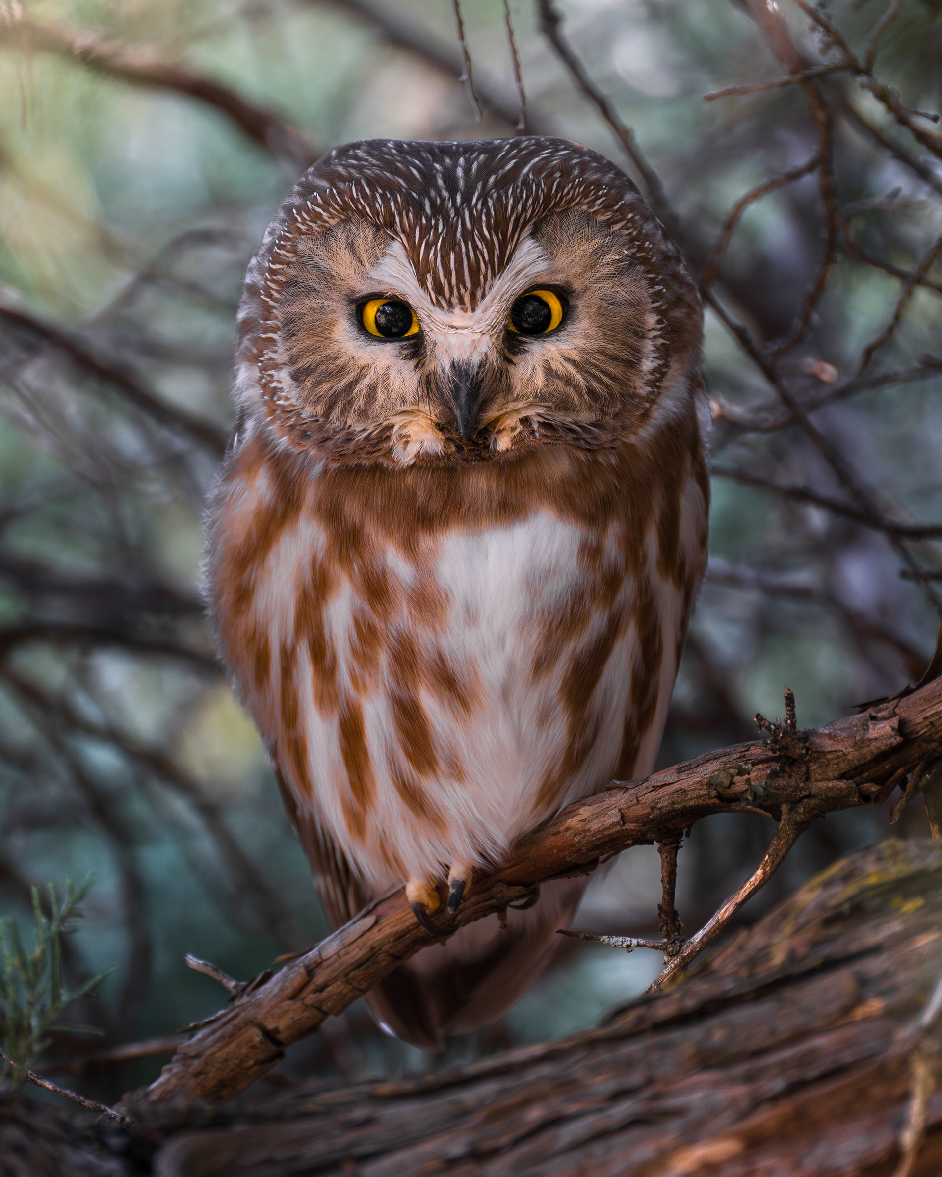Northern Saw-whet Owl
