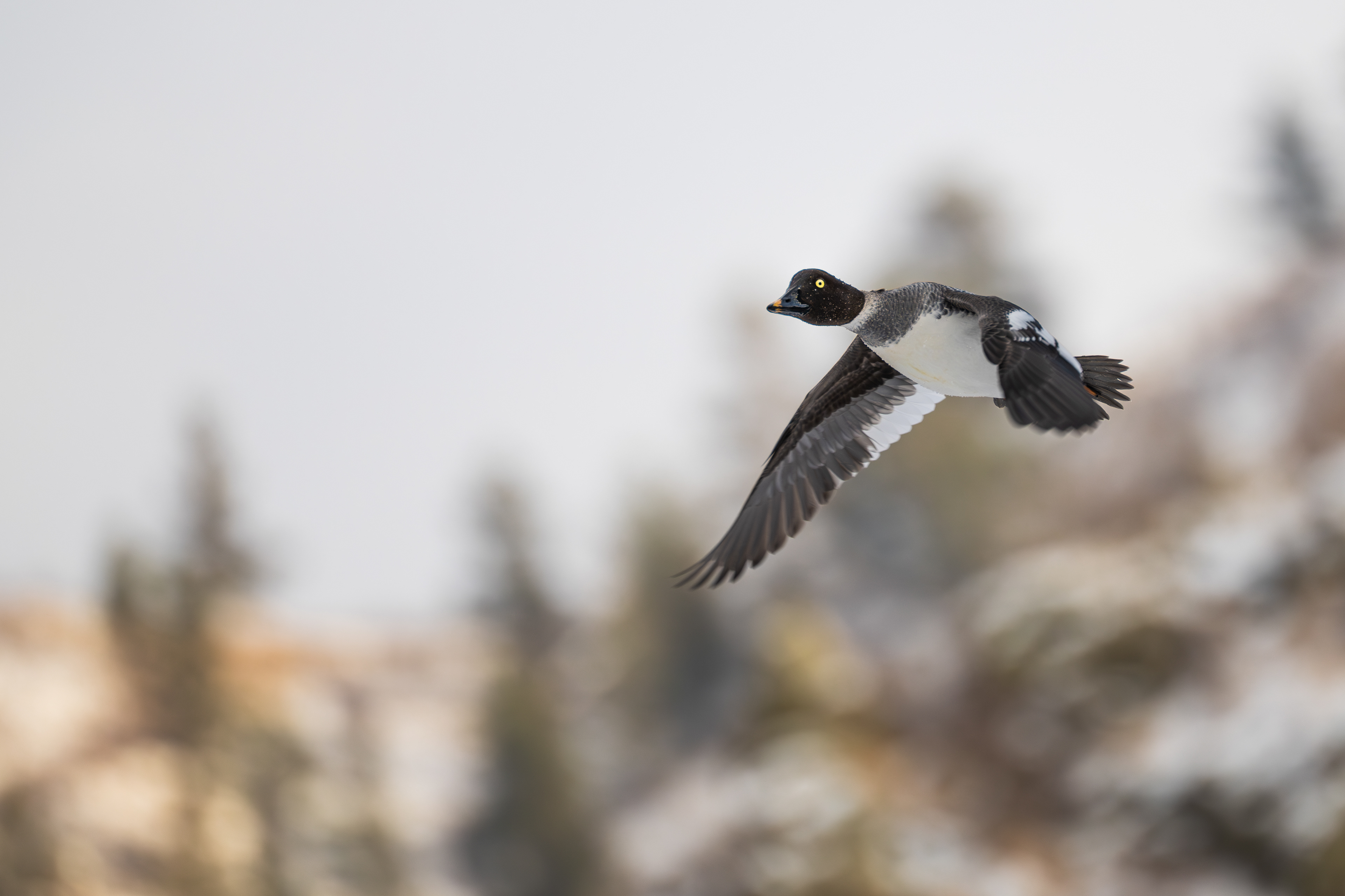 Common Goldeneye