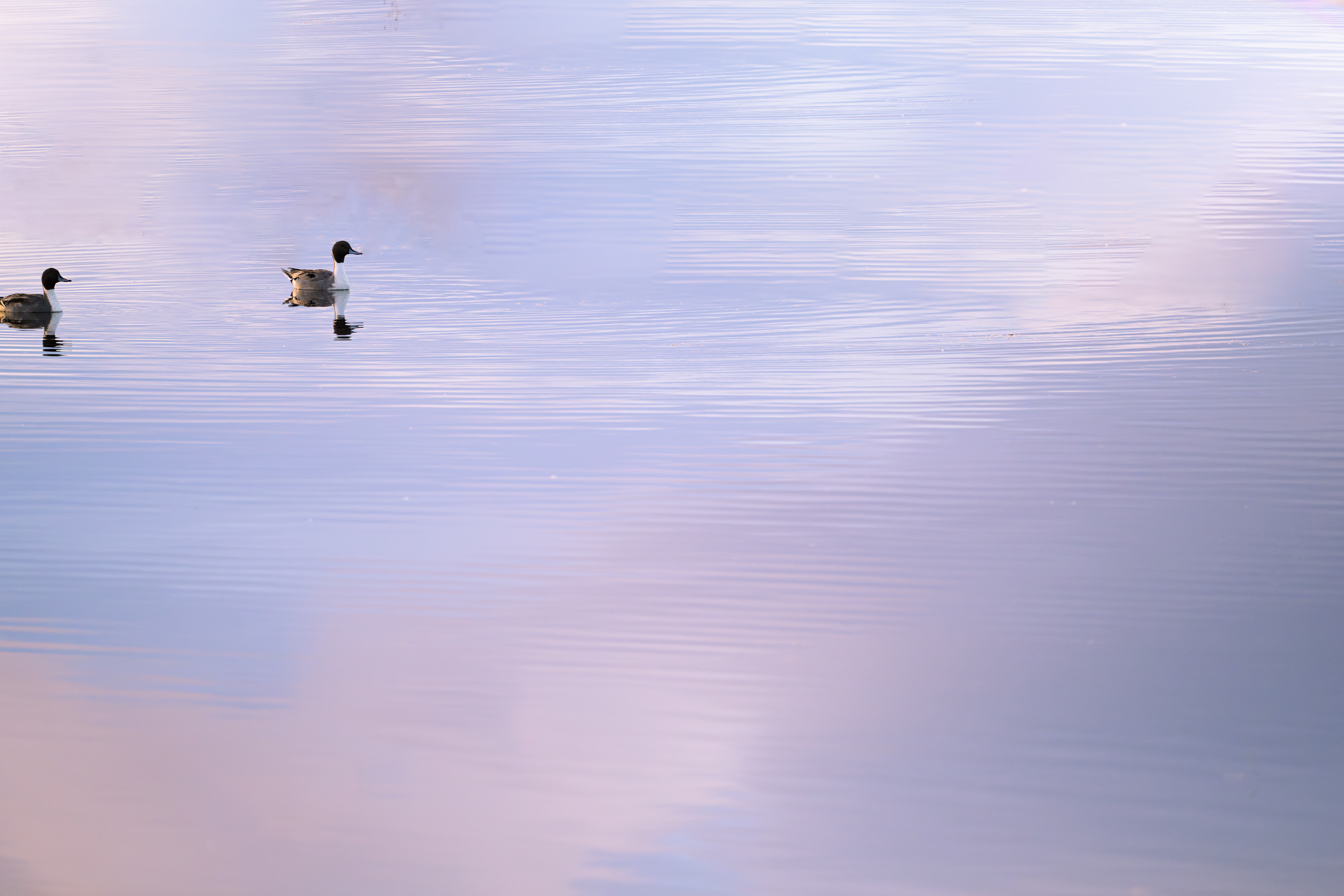 Northern Pintail