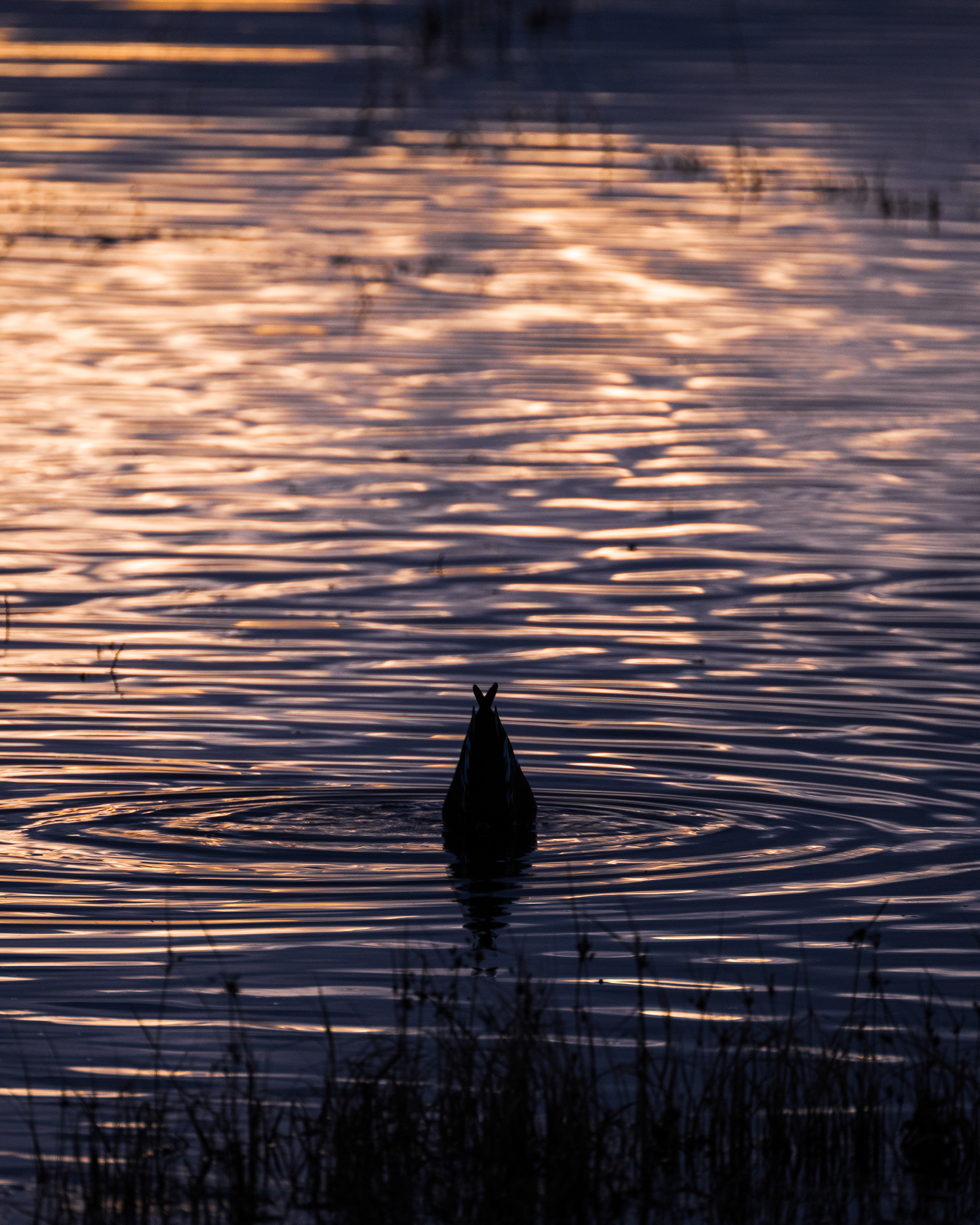 Northern Pintail