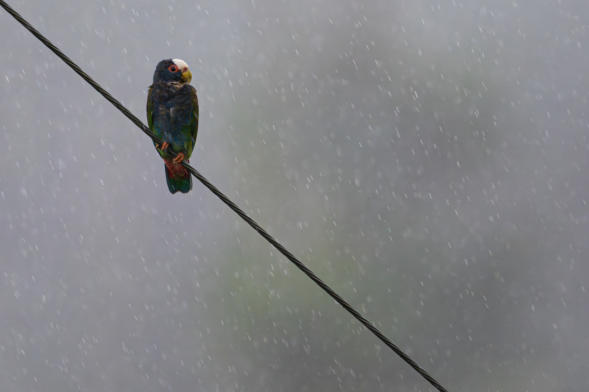 White-crowned Parrot