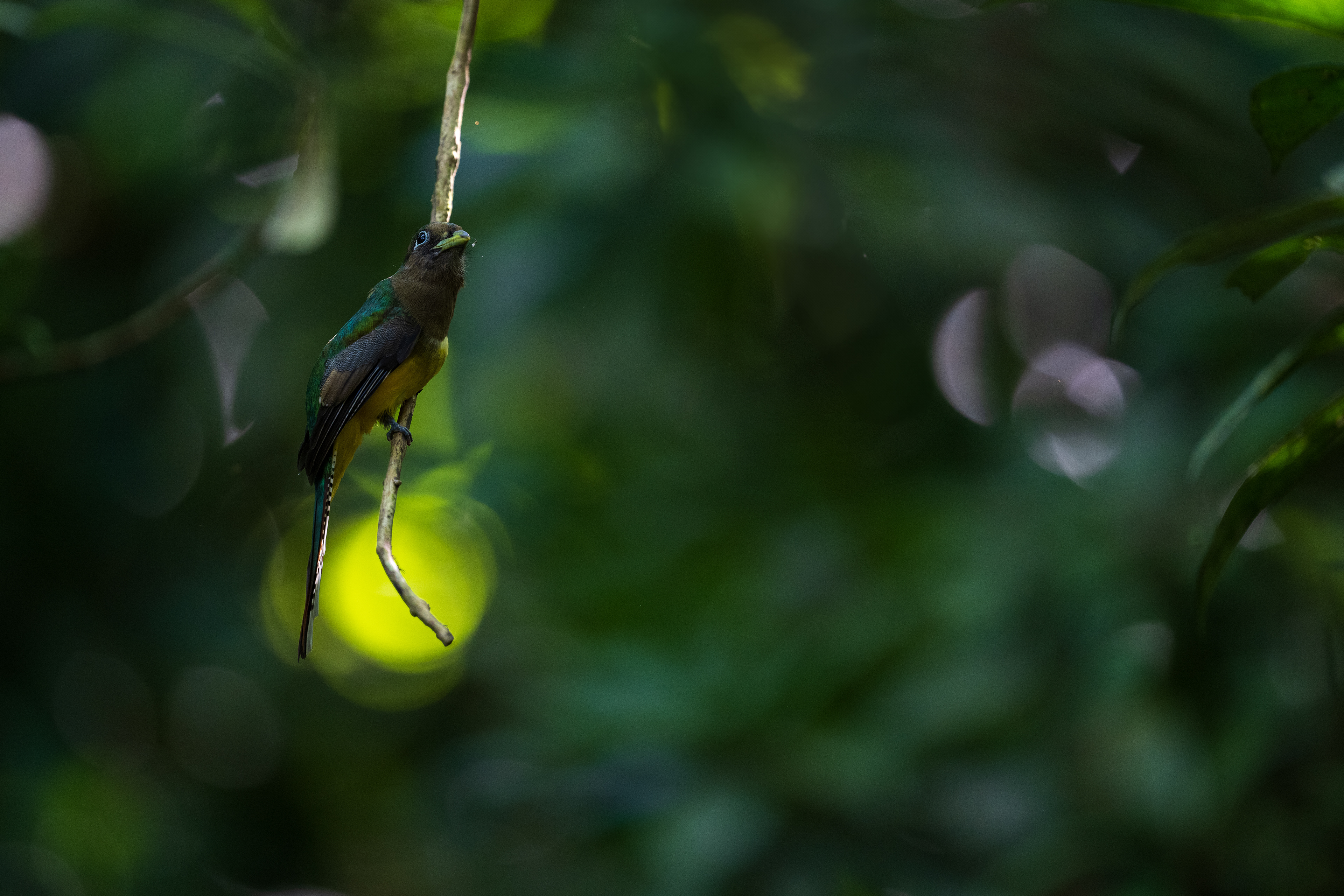 Northern Black-throated Trogon