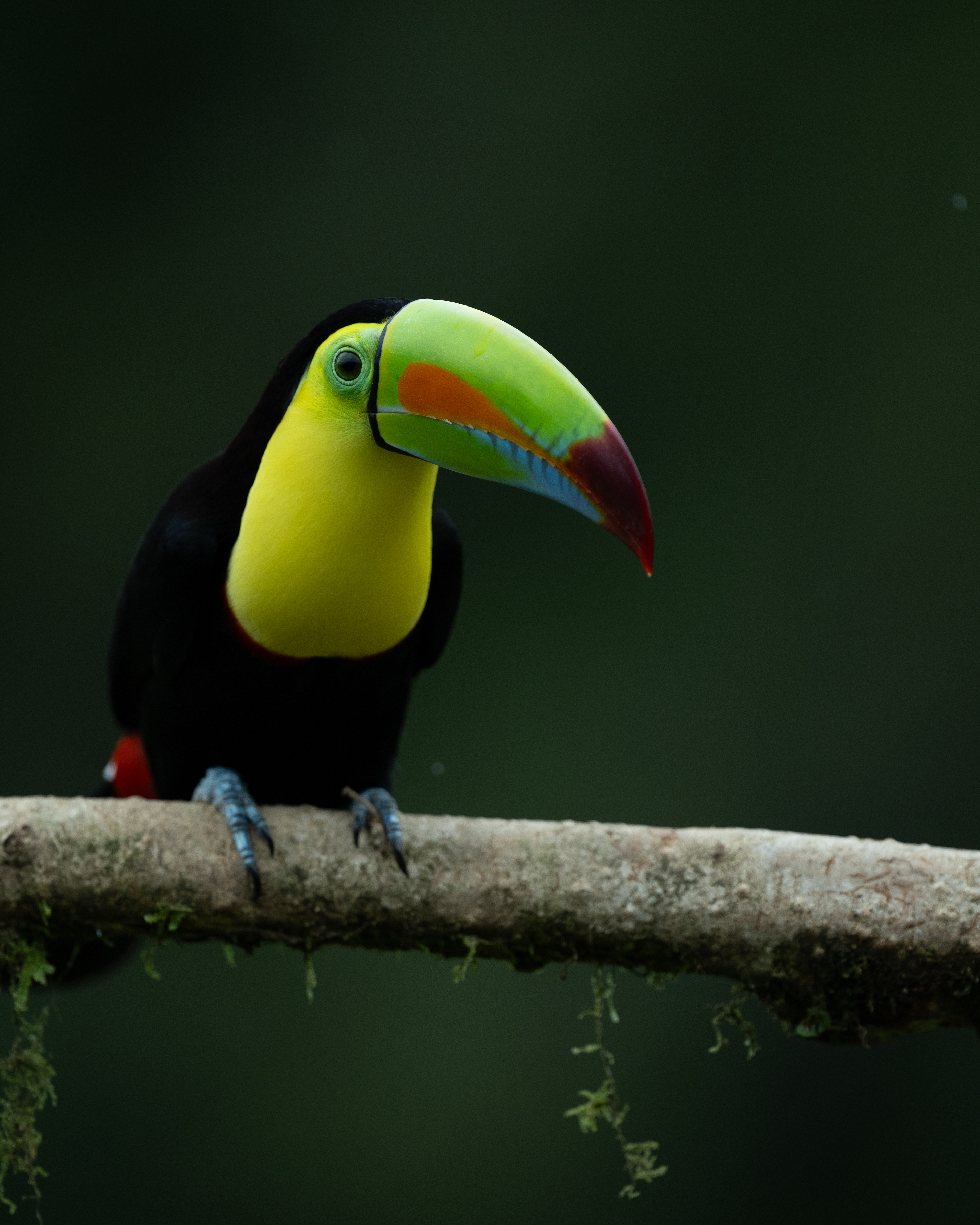 Keel-billed Toucan