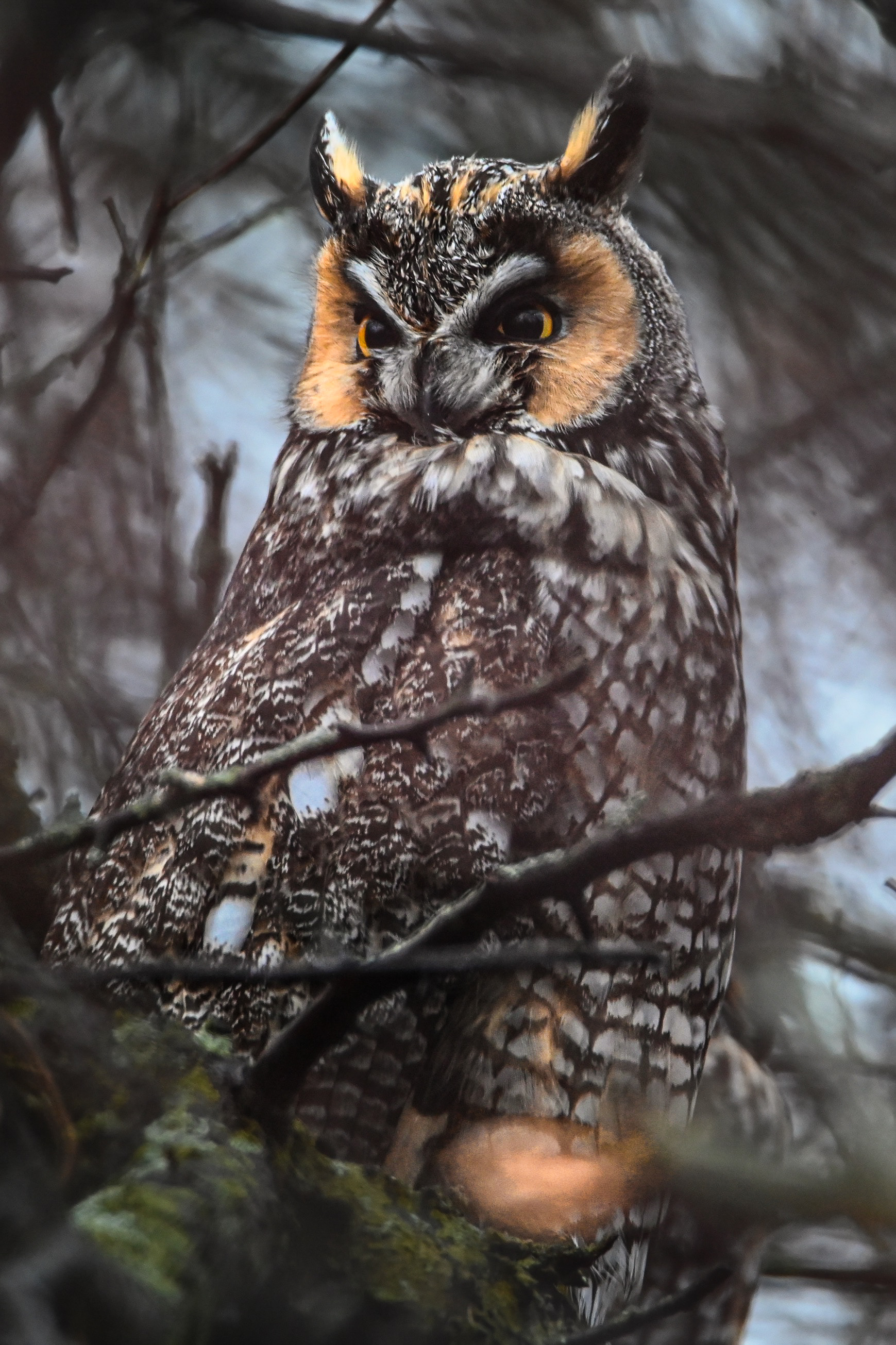 Long-eared Owl