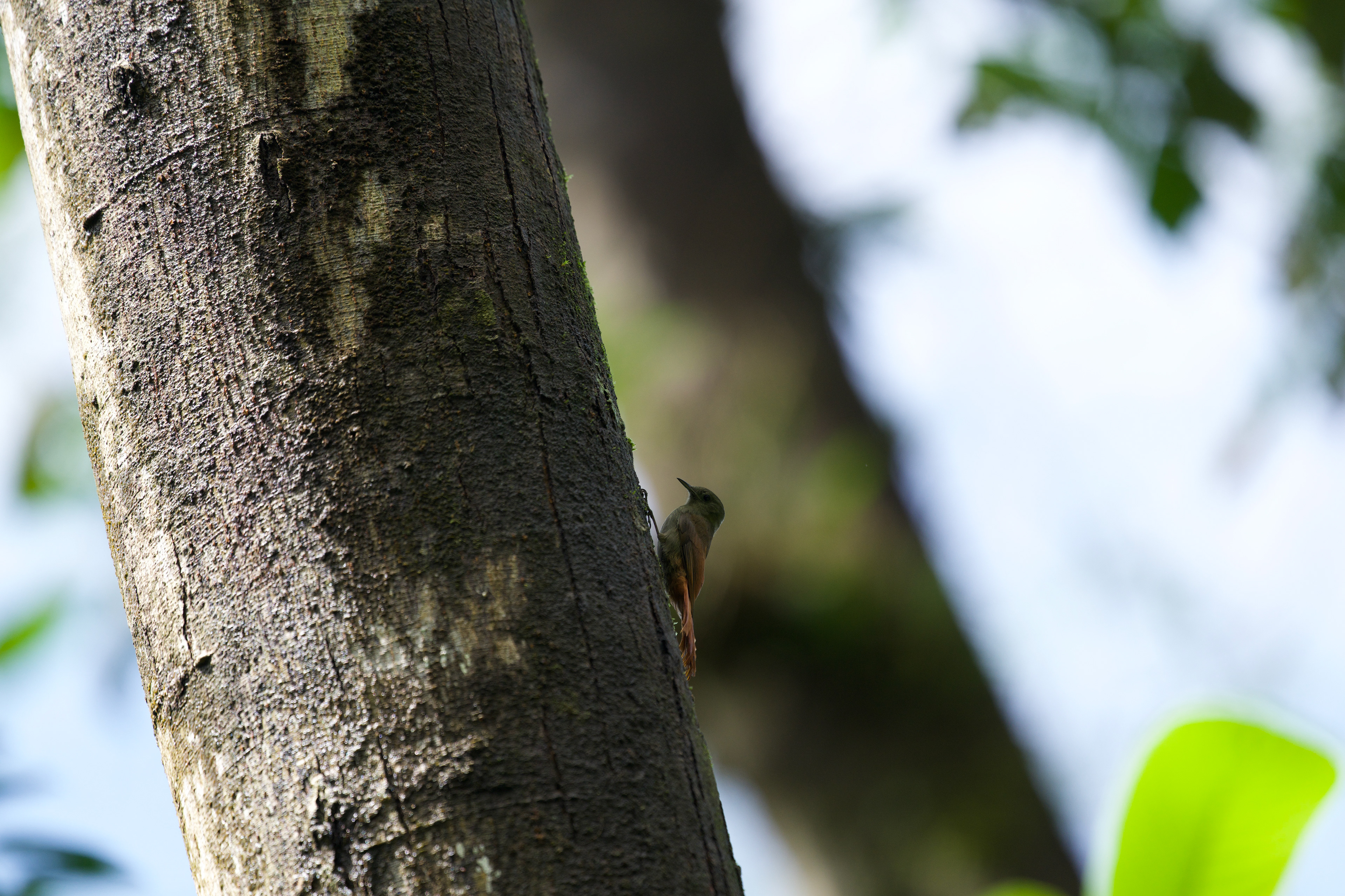 Olivaceous Woodcreeper