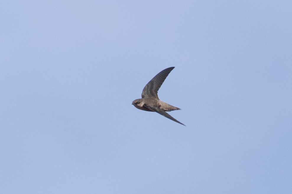 Vaux's Swift, 1st county record, 4th state record.