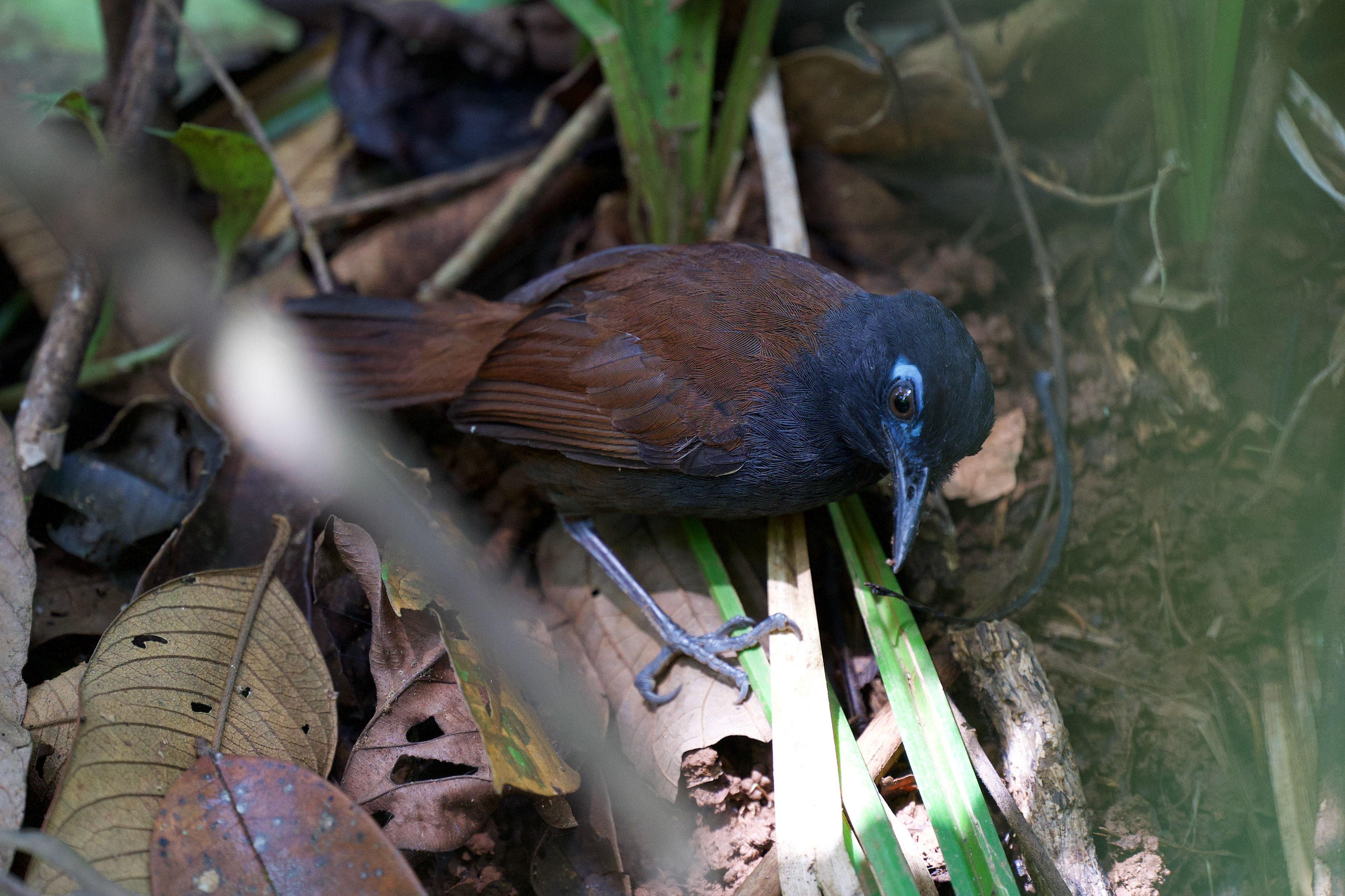Chestnut-backed Antbird
