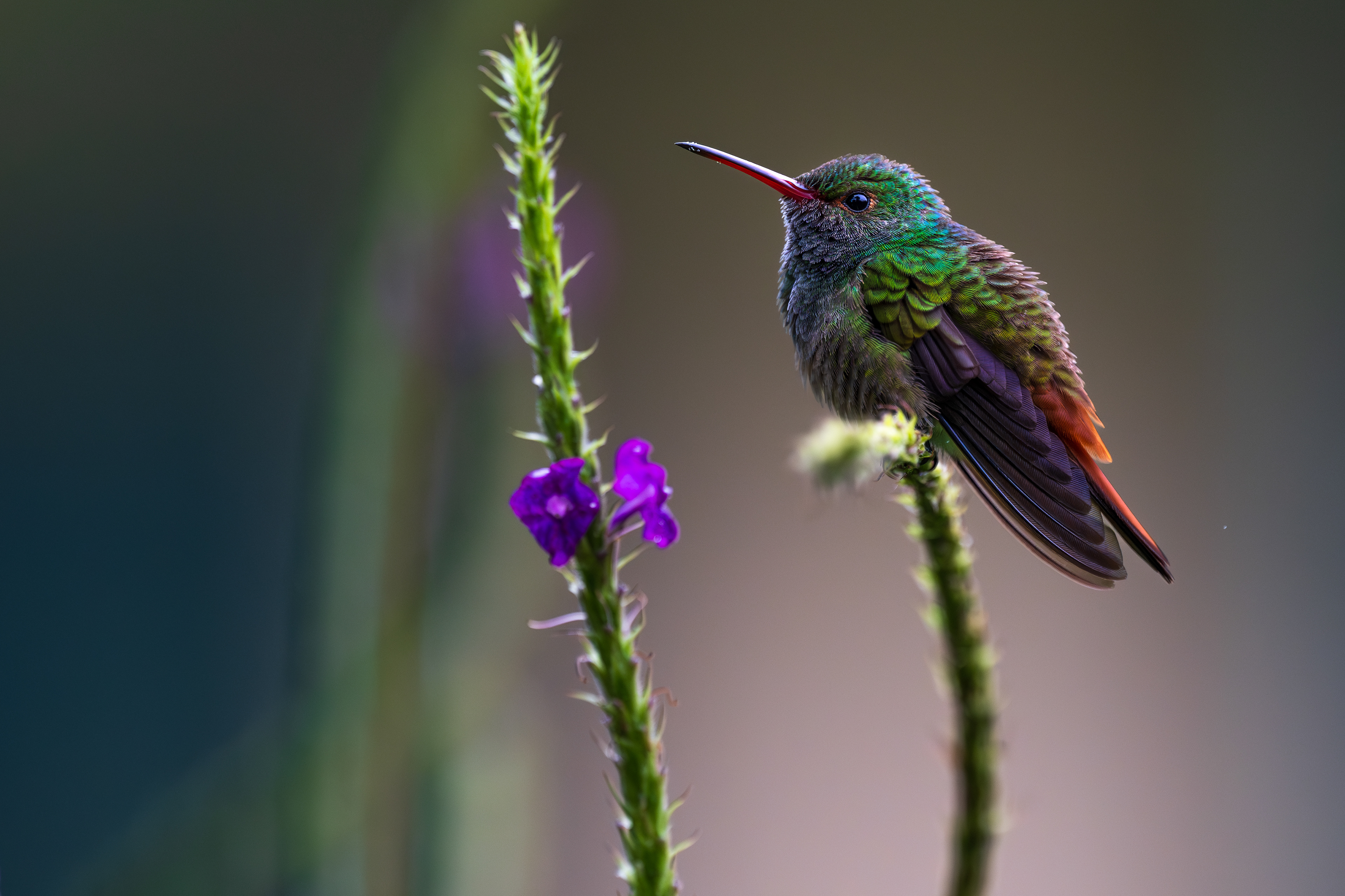 Rufous-tailed Hummingbird