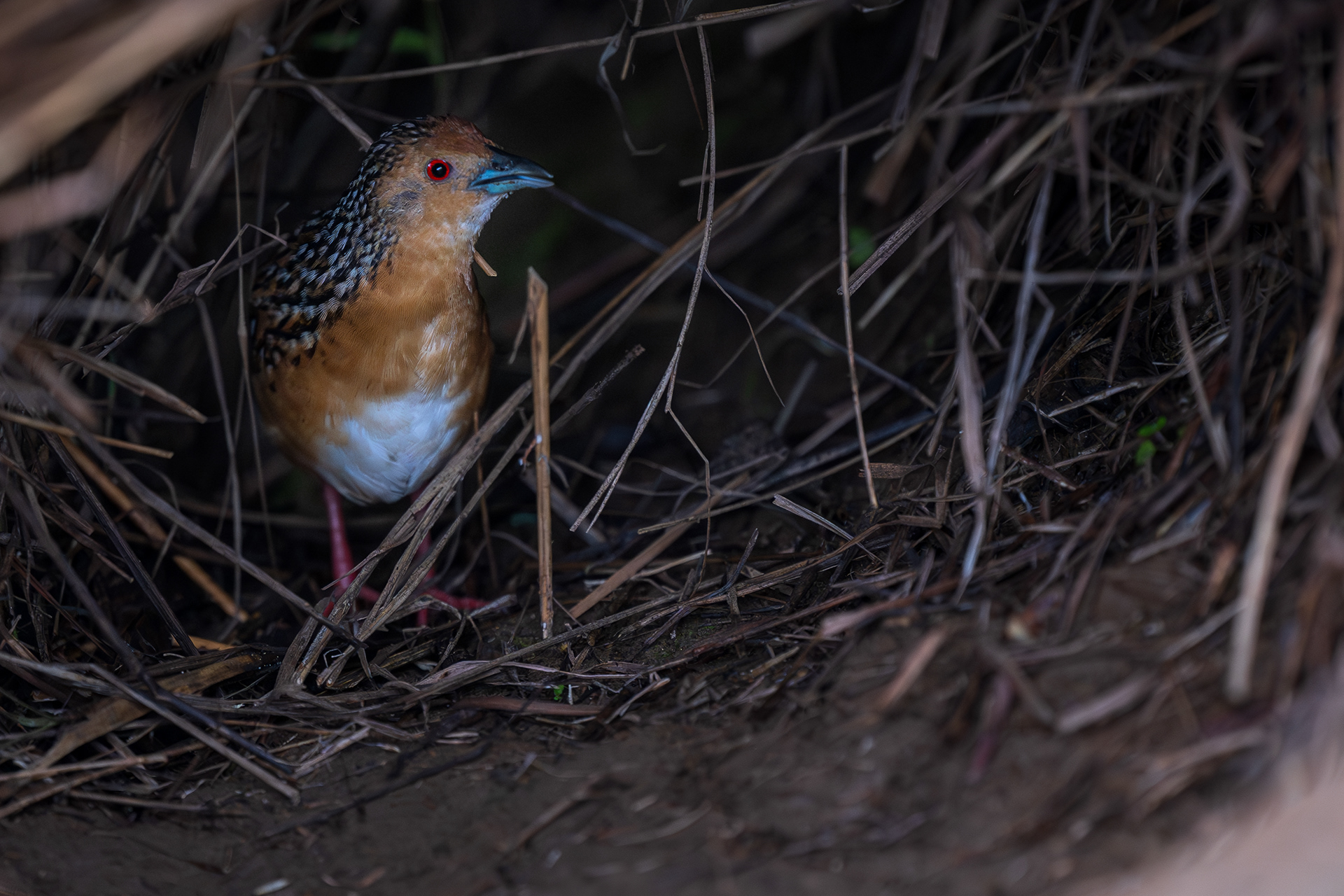 Ocellated Crake