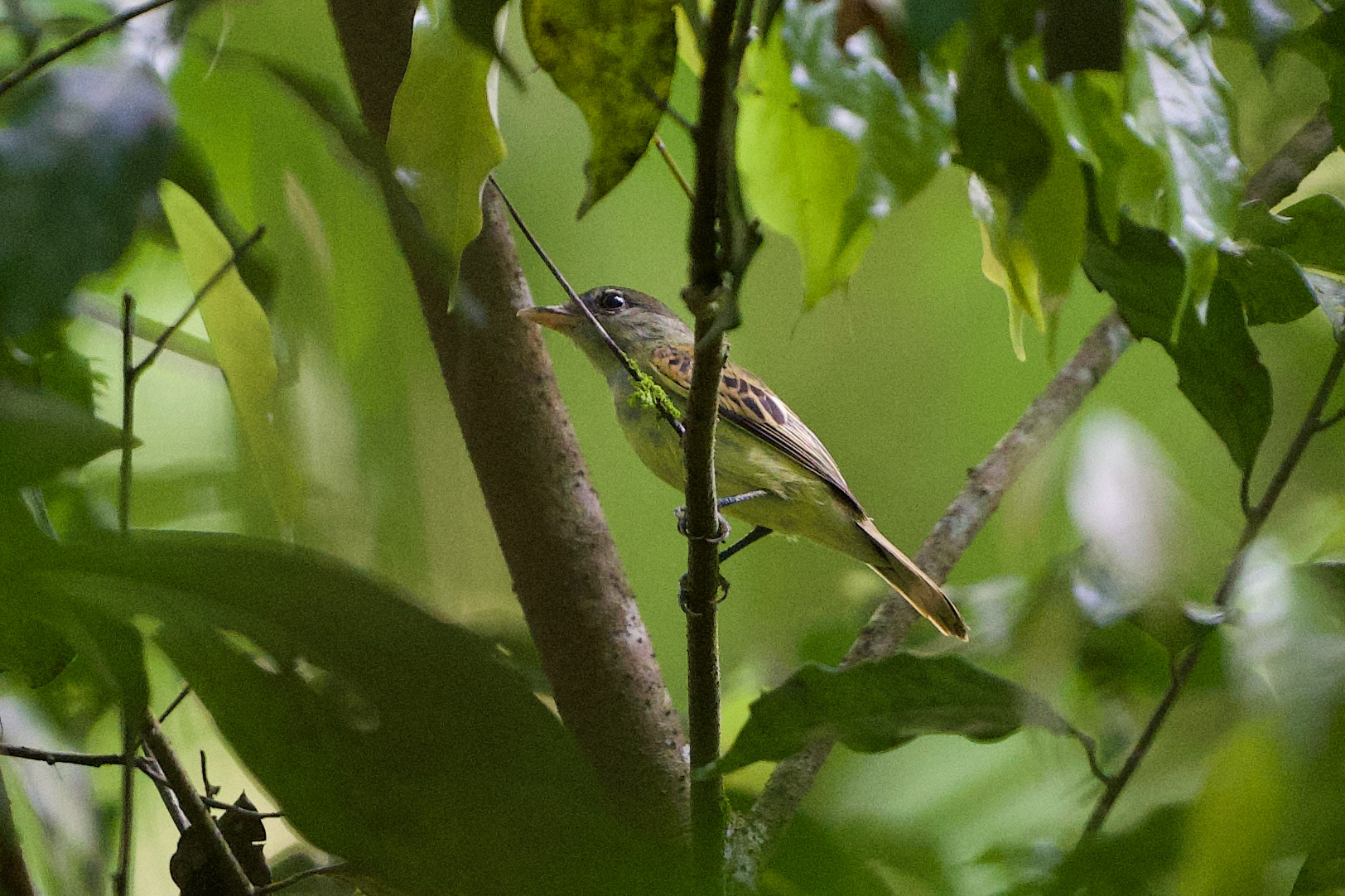 White-winged Becard